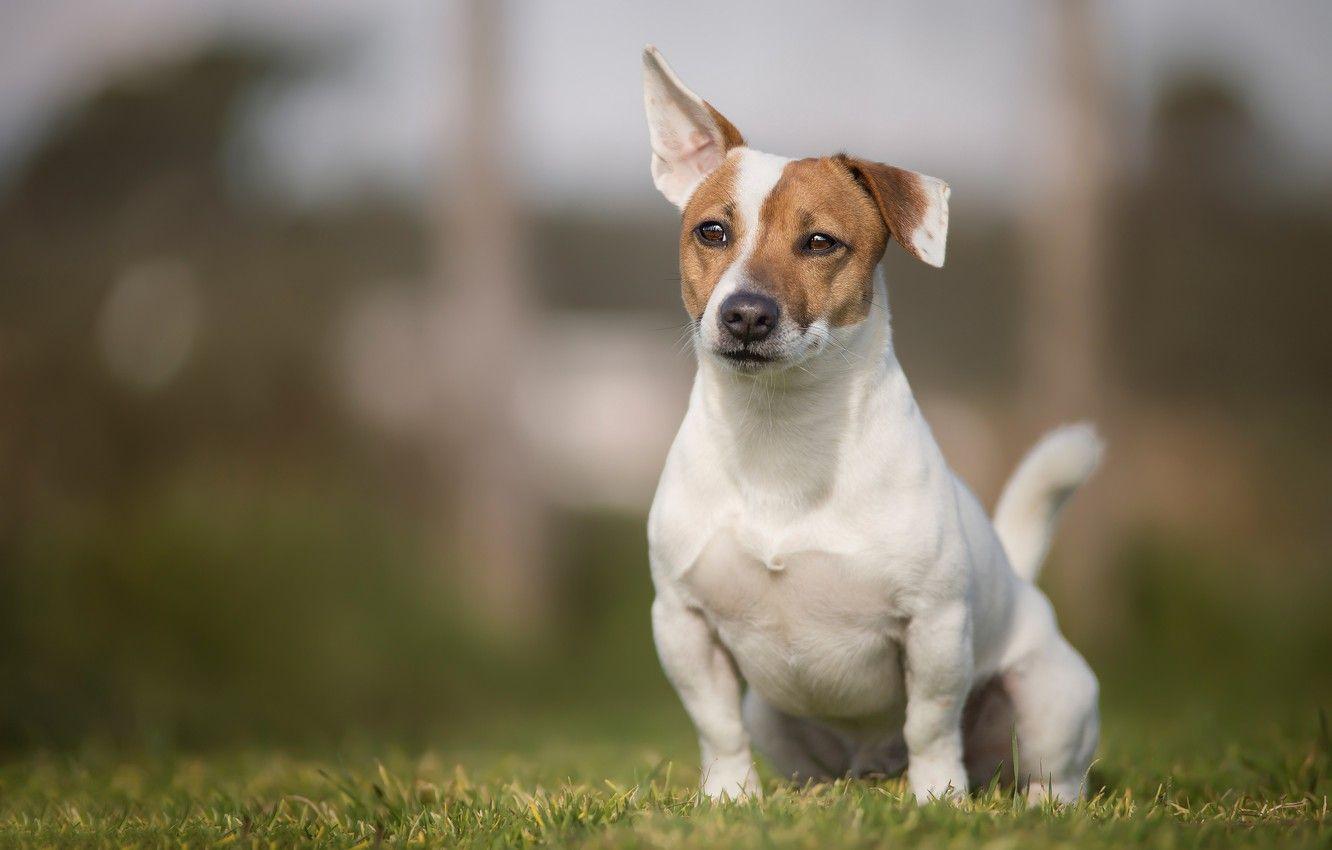 1332x850 Wallpaper grass, dog, bokeh, doggie, Jack Russell Terrier image
