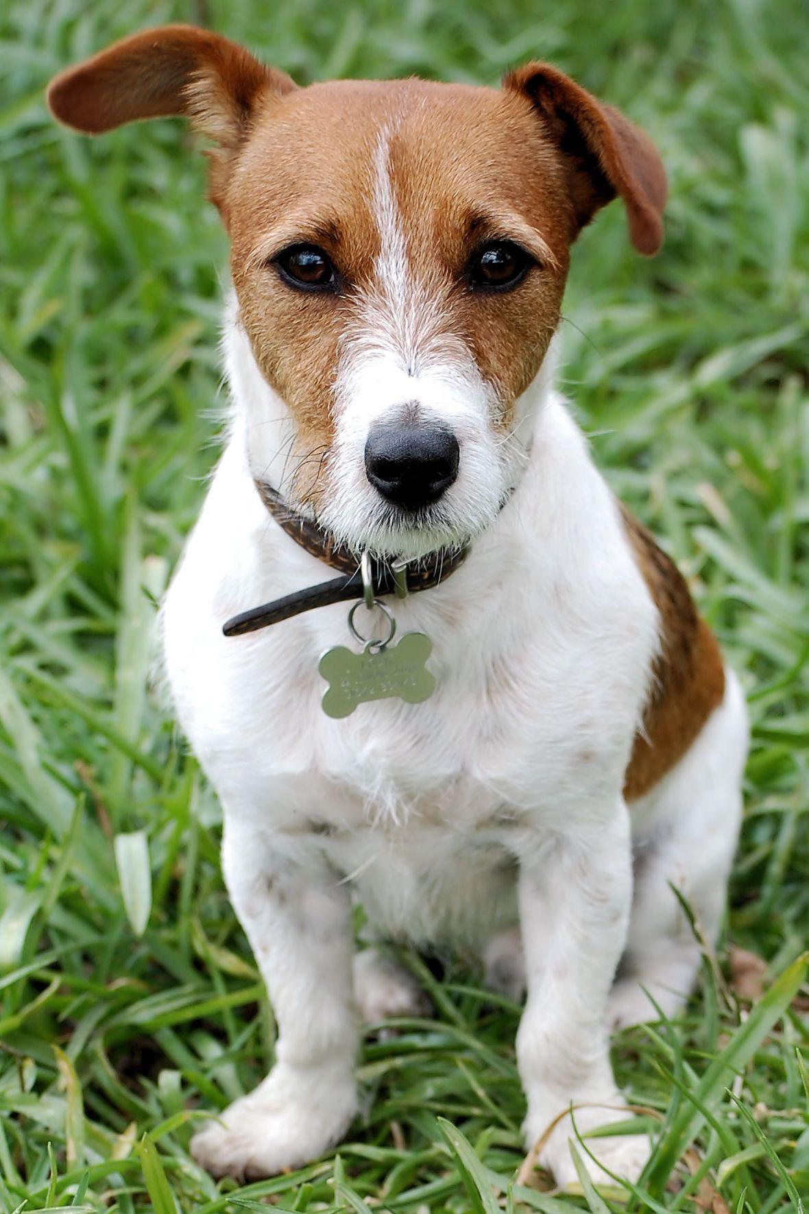 Jack Russell Wallpapers - Top Free Jack Russell Backgrounds