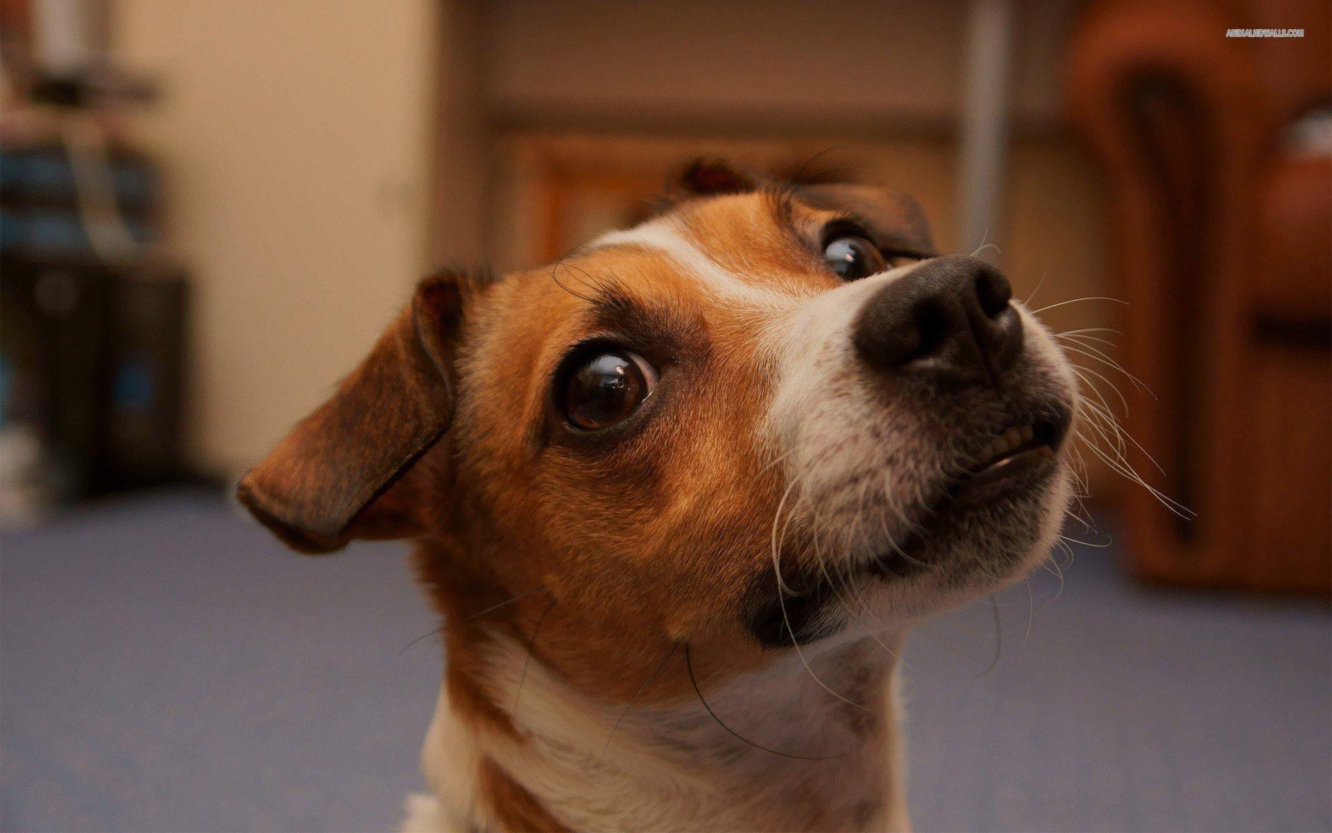 1920x1200 Jack Russell Terrier Dog Wallpaper