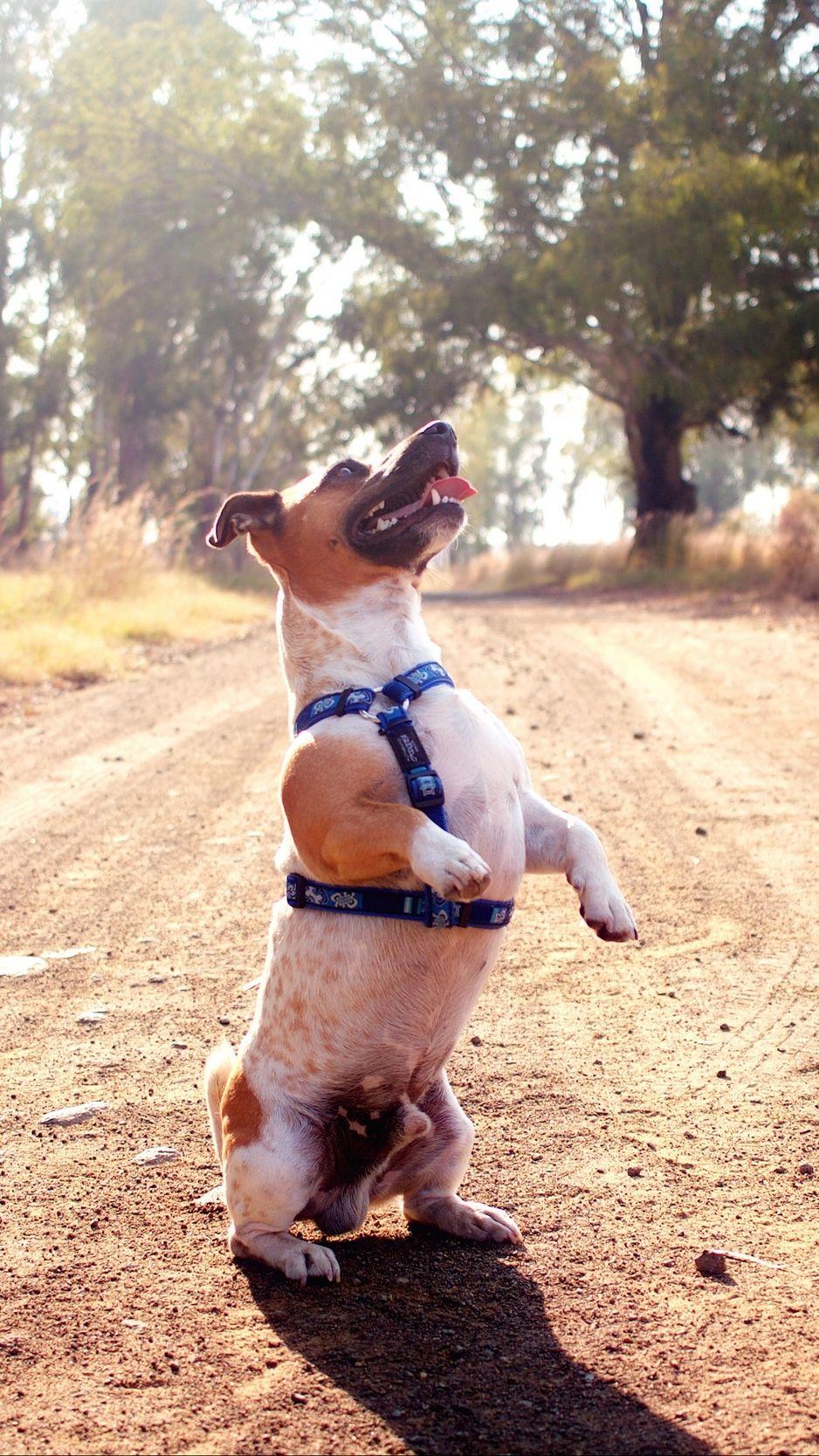 938x1668 Download wallpaper 938x1668 jack russell terrier, dog, funny
