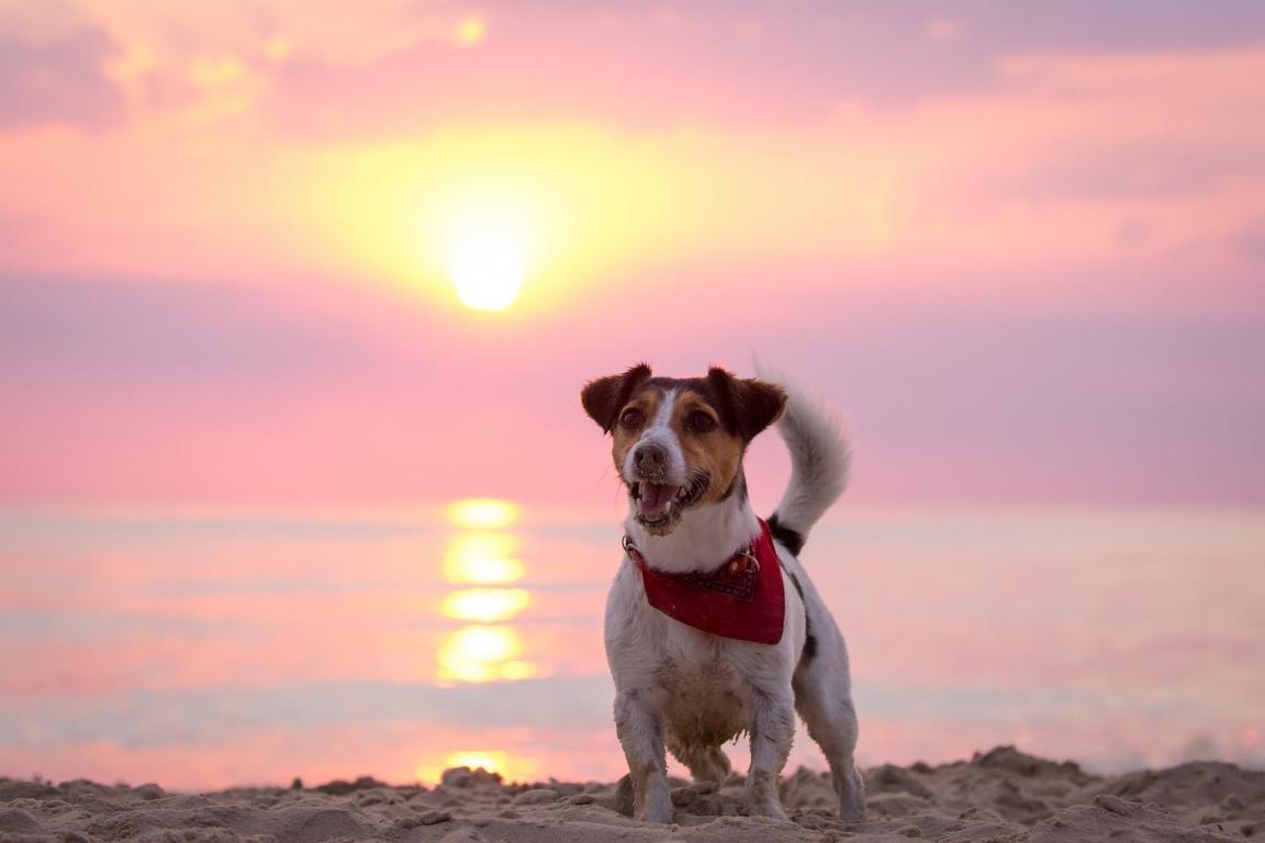 1152x768 Jack Russell Terrier wallpaper HD for desktop background
