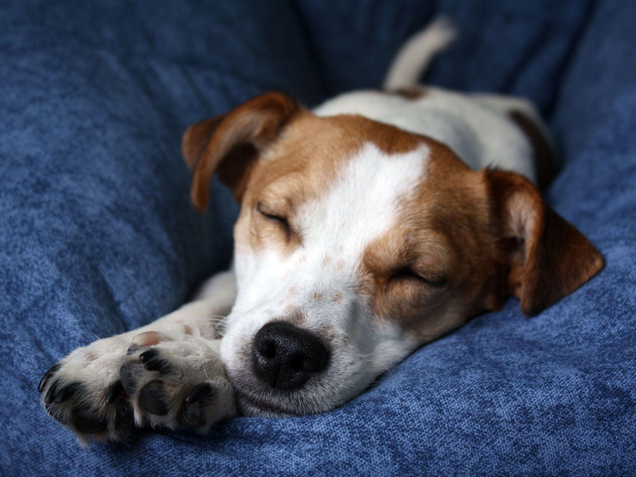 2048x1536 Pinterest Dogs. Pin Dogs Wallpaper Jack Russell Say Hello