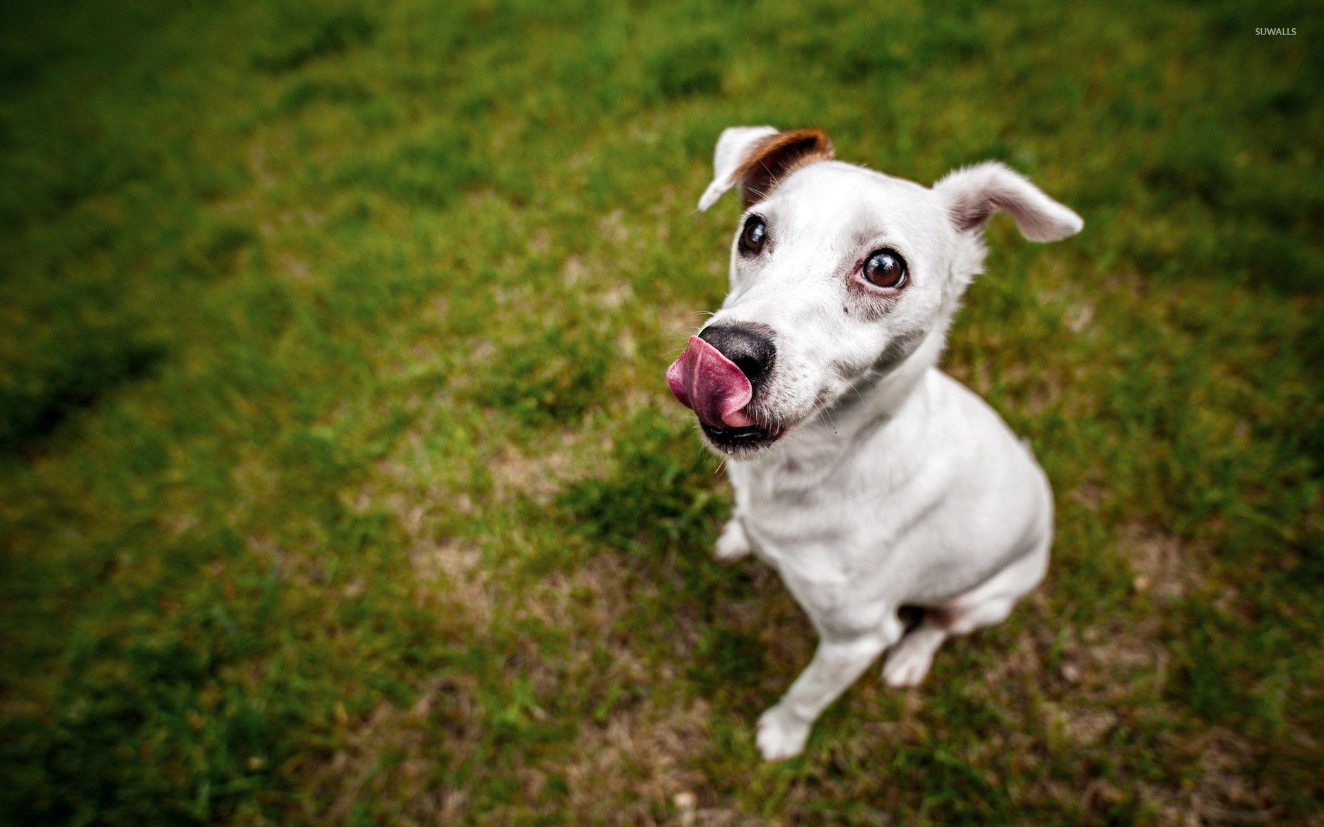 1920x1200 Jack Russell Terrier Wallpaper
