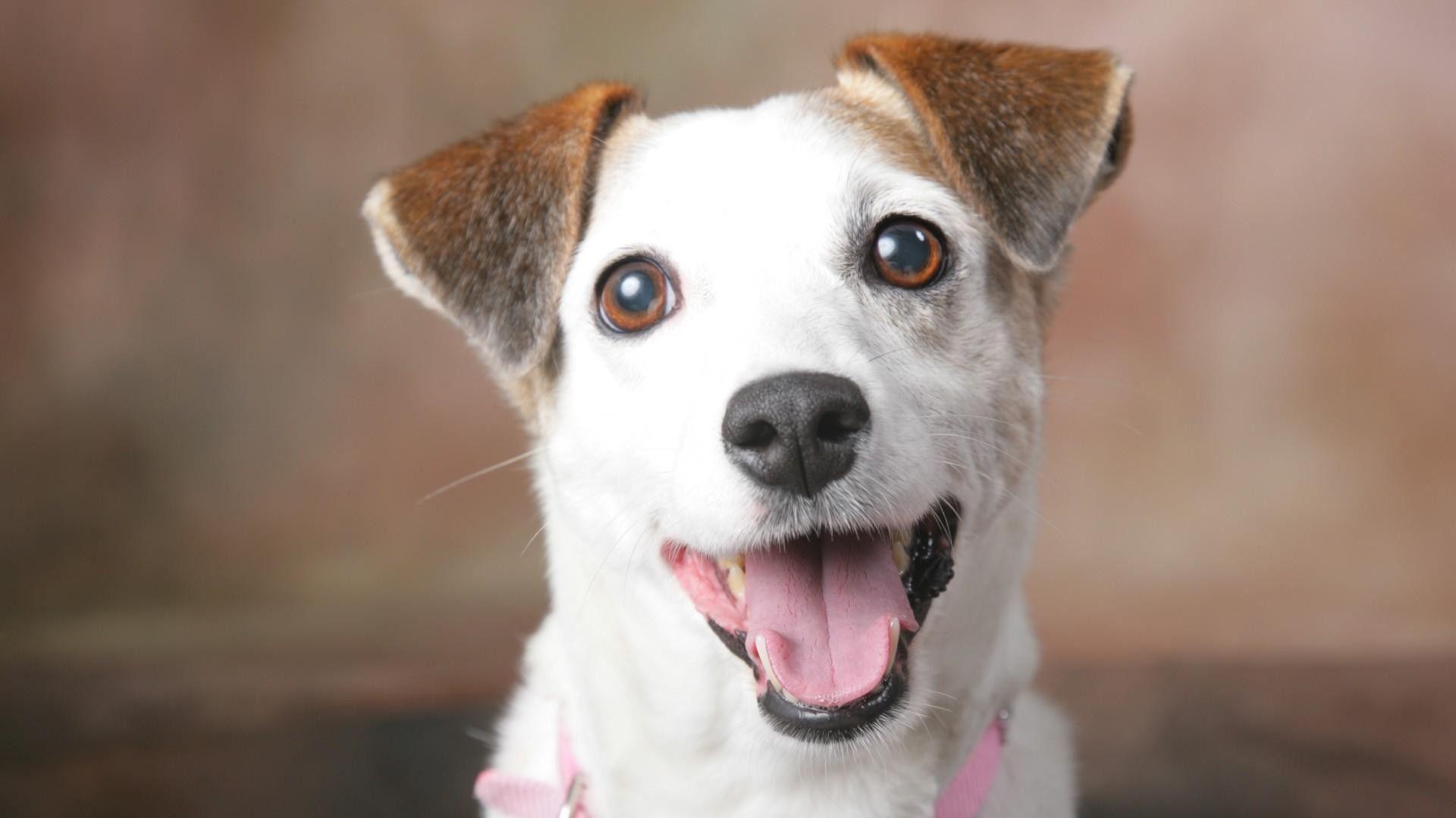 1920x1080 Jack Russell Terrier Wallpaper
