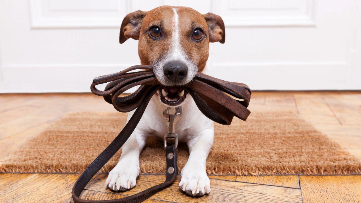 1245x700 Dogs Jack Russell terrier Animals wallpaperx4320