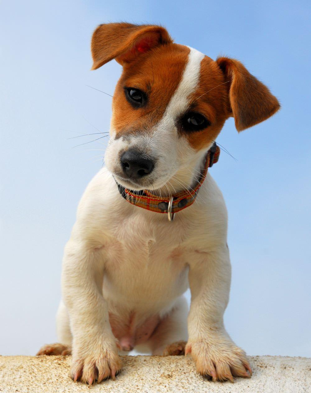 Jack Russell Terrier Wallpapers Top Free Jack Russell Terrier — free download