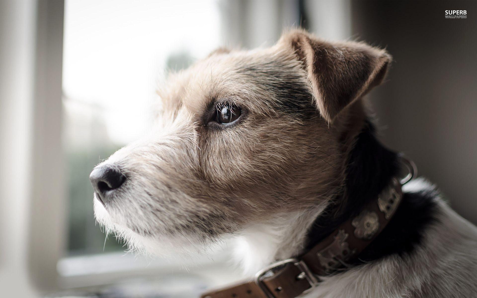 1920x1200 Parson Russell Terrier wallpaper Tiger. HD wallpaper