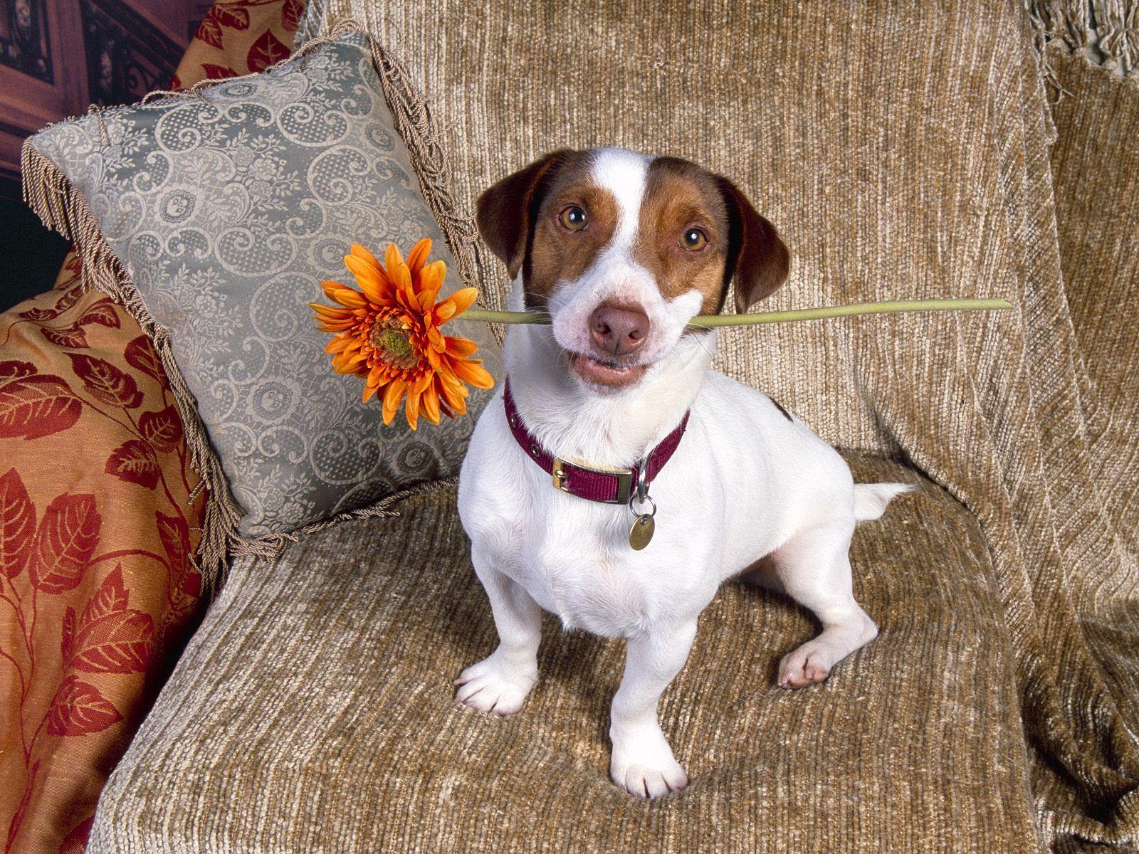 1600x1200 jack russell terrier. HD Windows Wallpaper