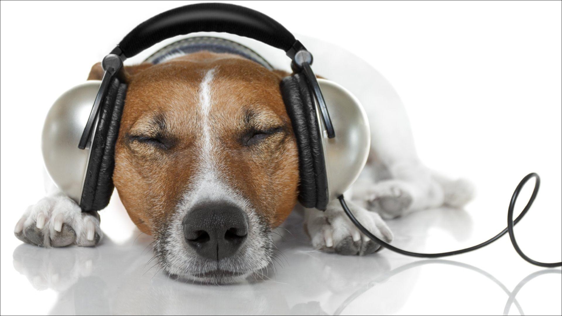 1920x1080 Desktop Wallpaper Jack Russell terrier Dogs Headphones relax Sleep