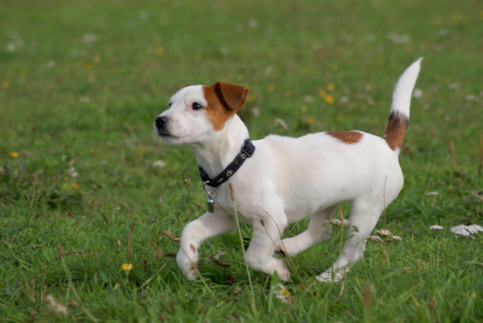 1600x1071 Jack Russell Terrier Wallpaper