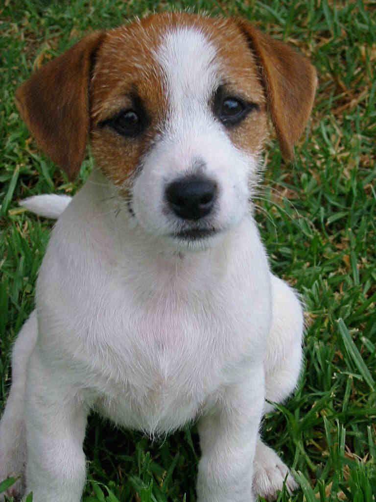 768x1024 jack russell. Nice Jack Russell Terrier dog photo and wallpaper