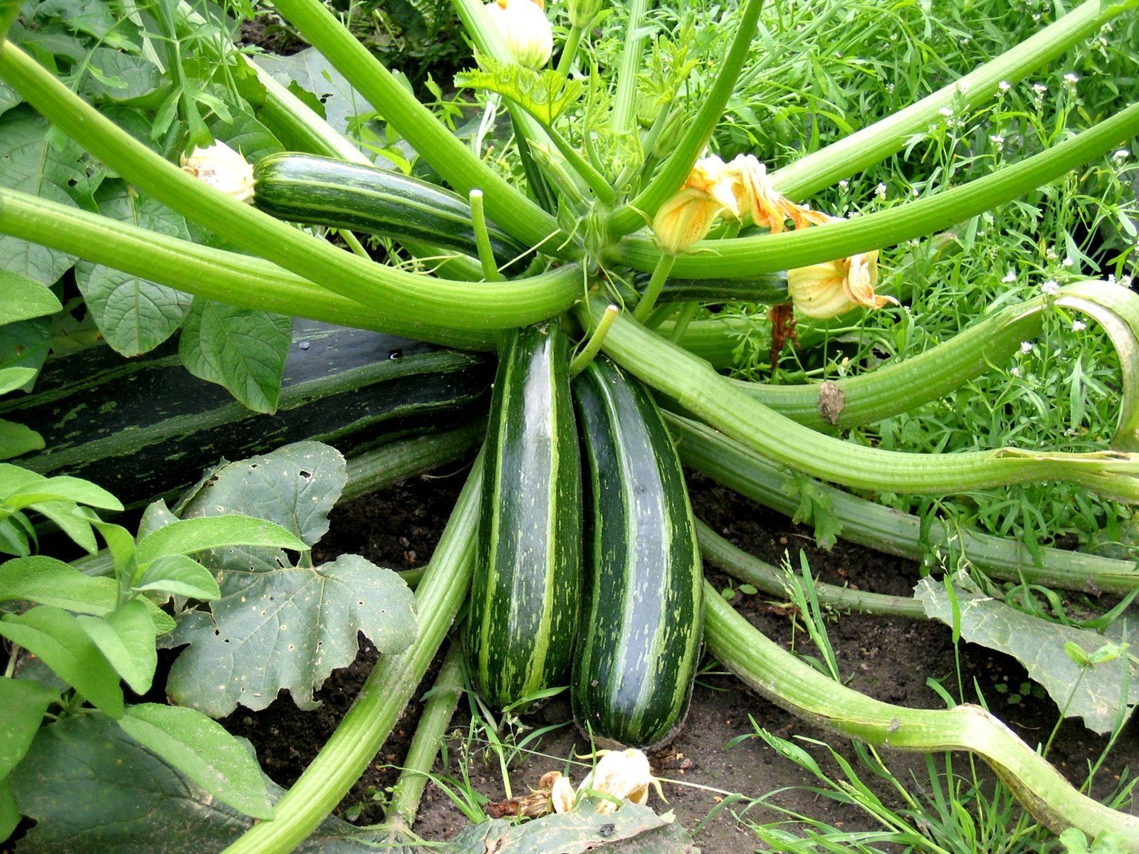 1600x1200 Free courgette & Picture