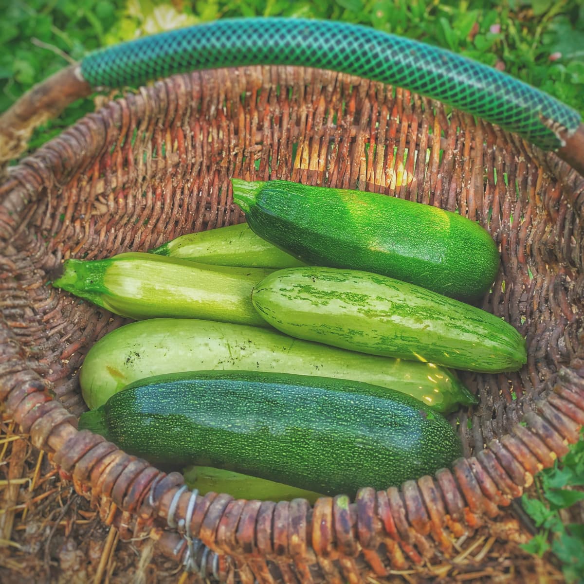 1200x1200 Celebrate National Sneak Some Zucchini Onto Your Neighbor's Porch Day