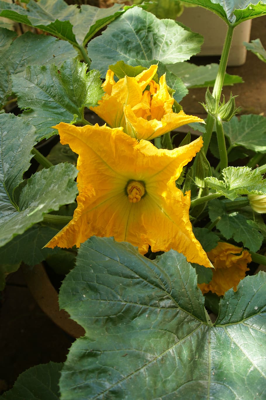 910x1365 HD wallpaper: zucchini, blossom, bloom, yellow, vegetables, zucchini flower
