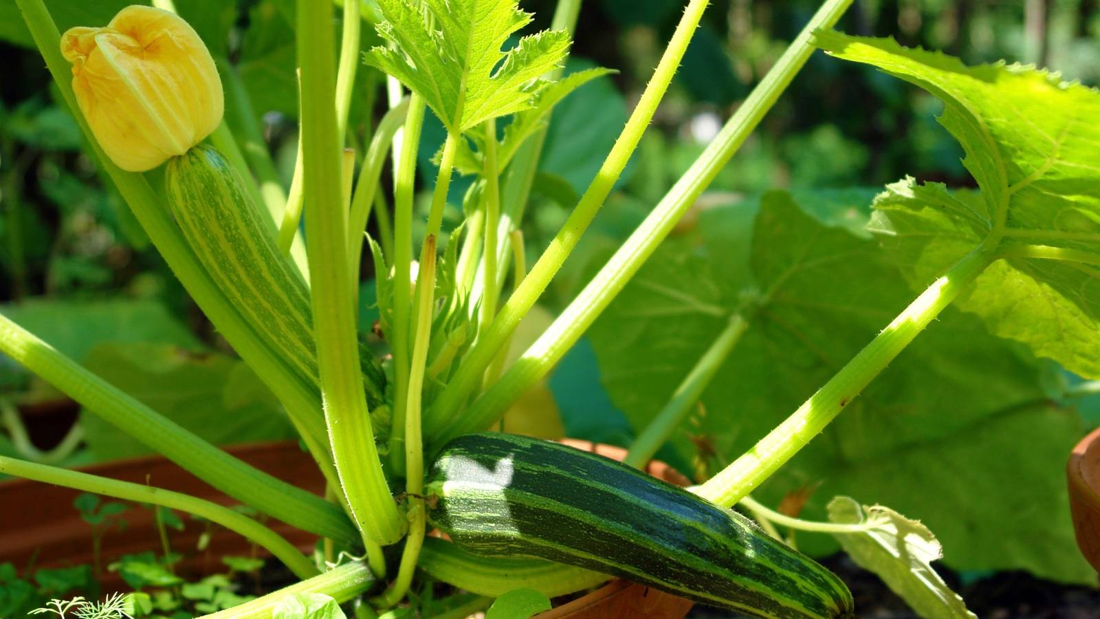 1600x900 Tips for Growing Zucchini in Pots