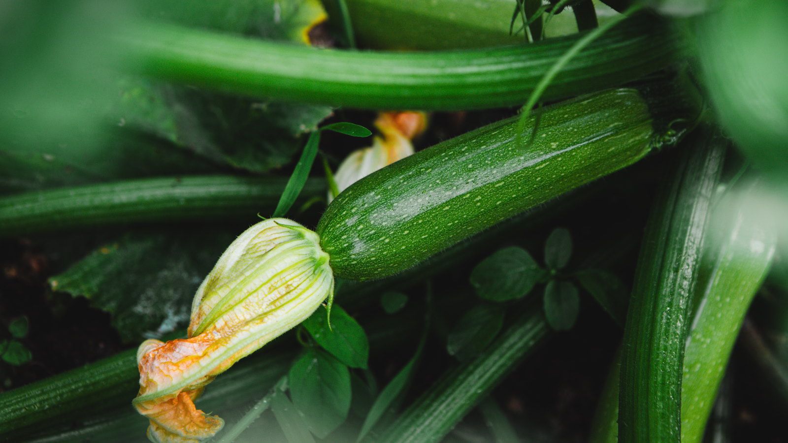 1600x900 How to fertilize zucchini for healthy plants and top yields. Homes and Gardens