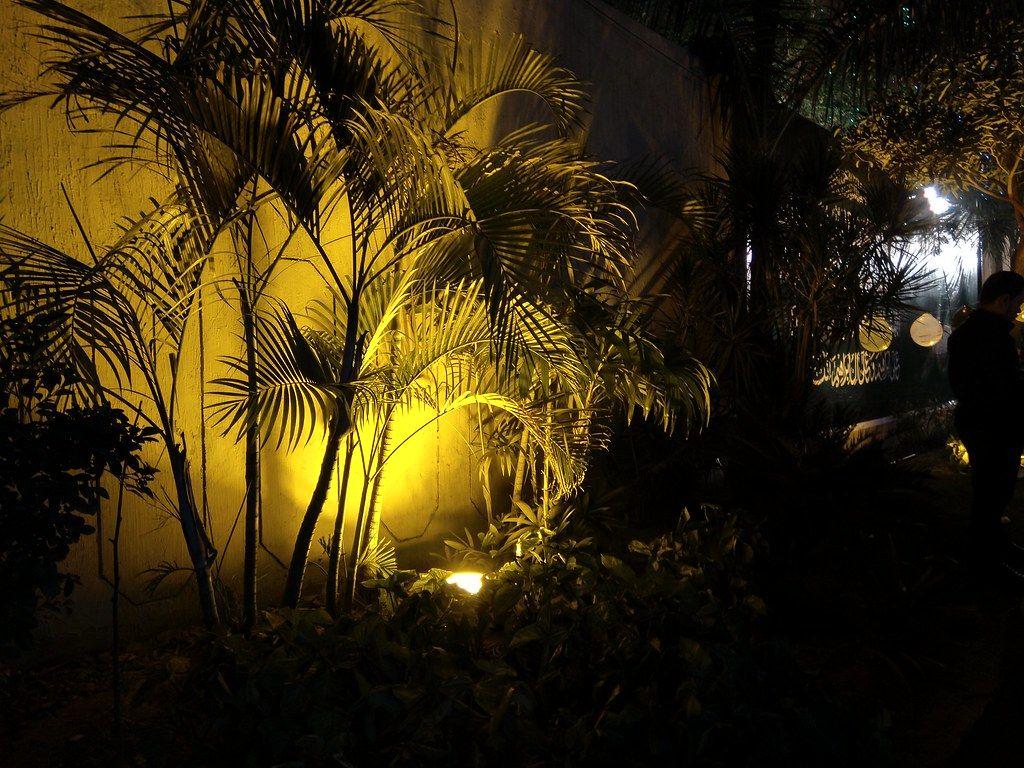 1024x768 Plants Picture with HDR Mode on Nokia 6.1 Plus. Plants Pict