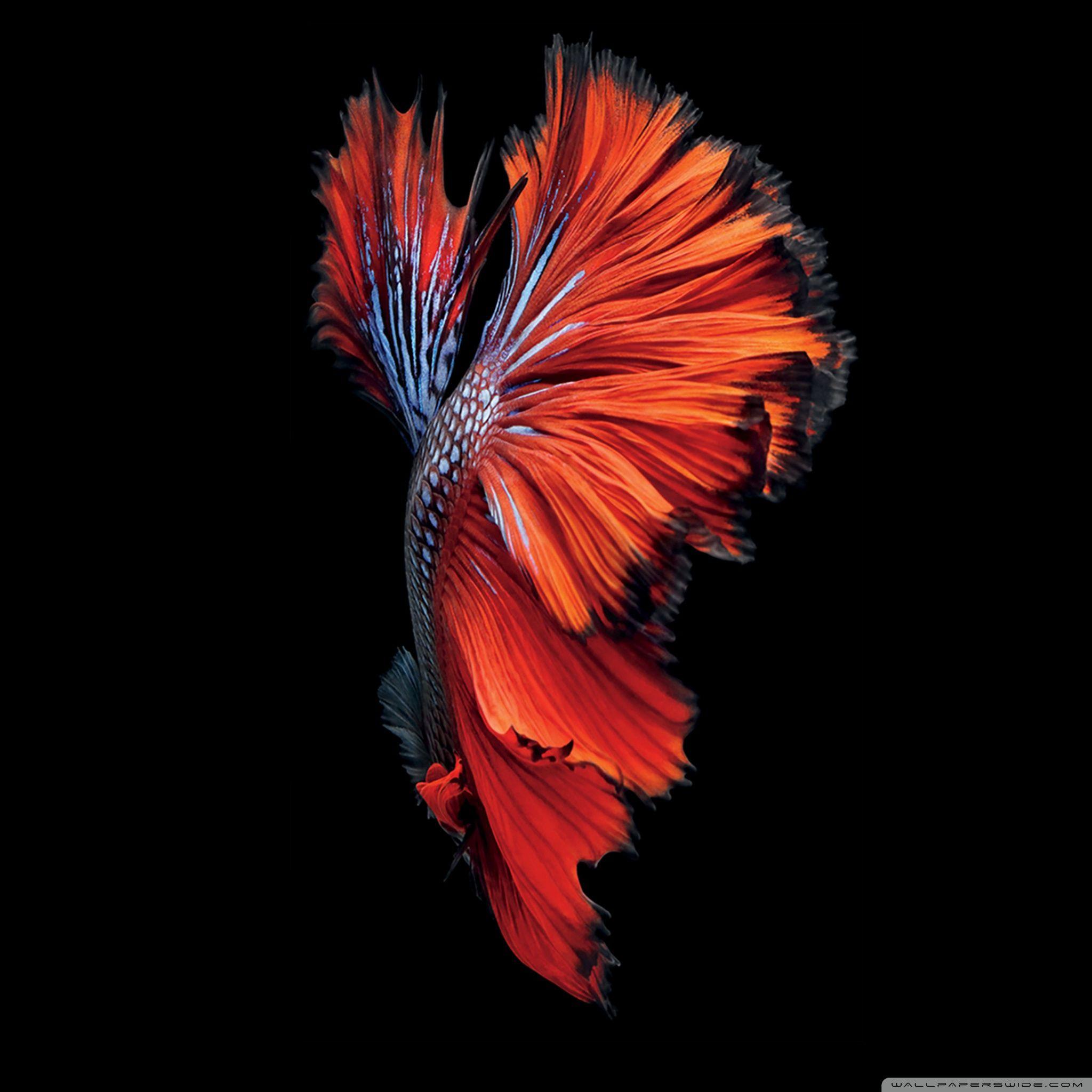 All 96+ Images hd wallpapers for mac retina Updated