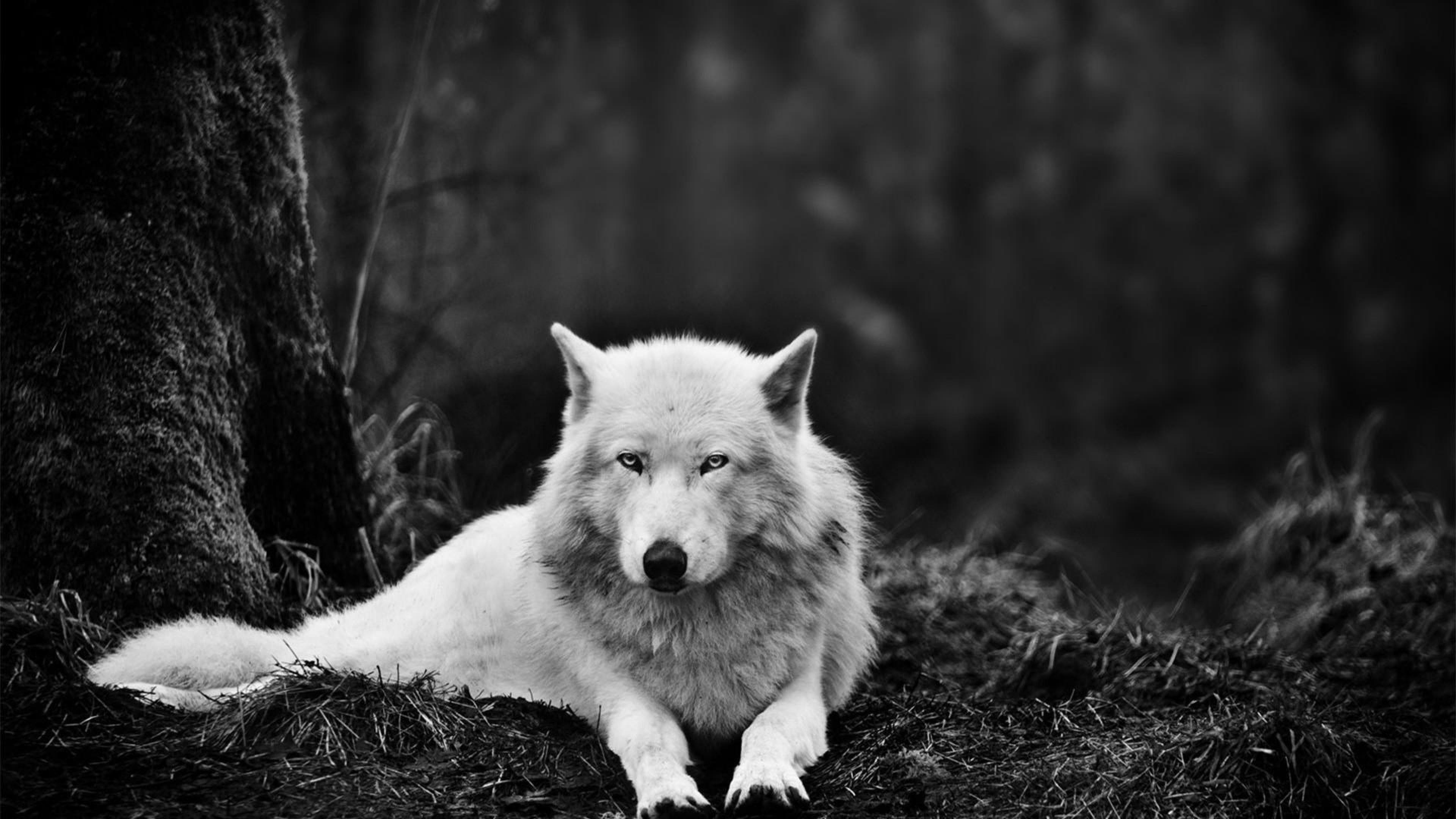 3840x2160 Landscape Ultra HD Animal Wallpaper 4k