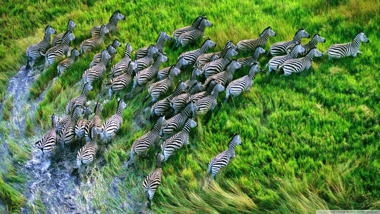 1280x720 Mac Os X Retina Zebras Ultra HD Desktop Background Wallpaper