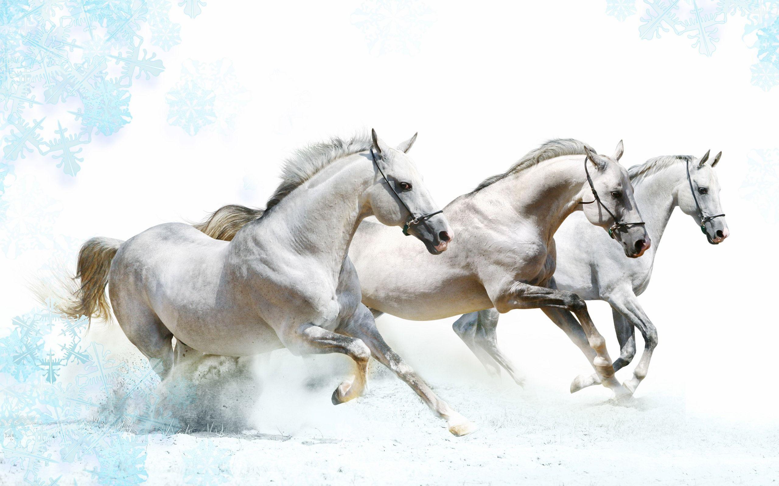 2560x1600 Horses With Halters Wallpaper