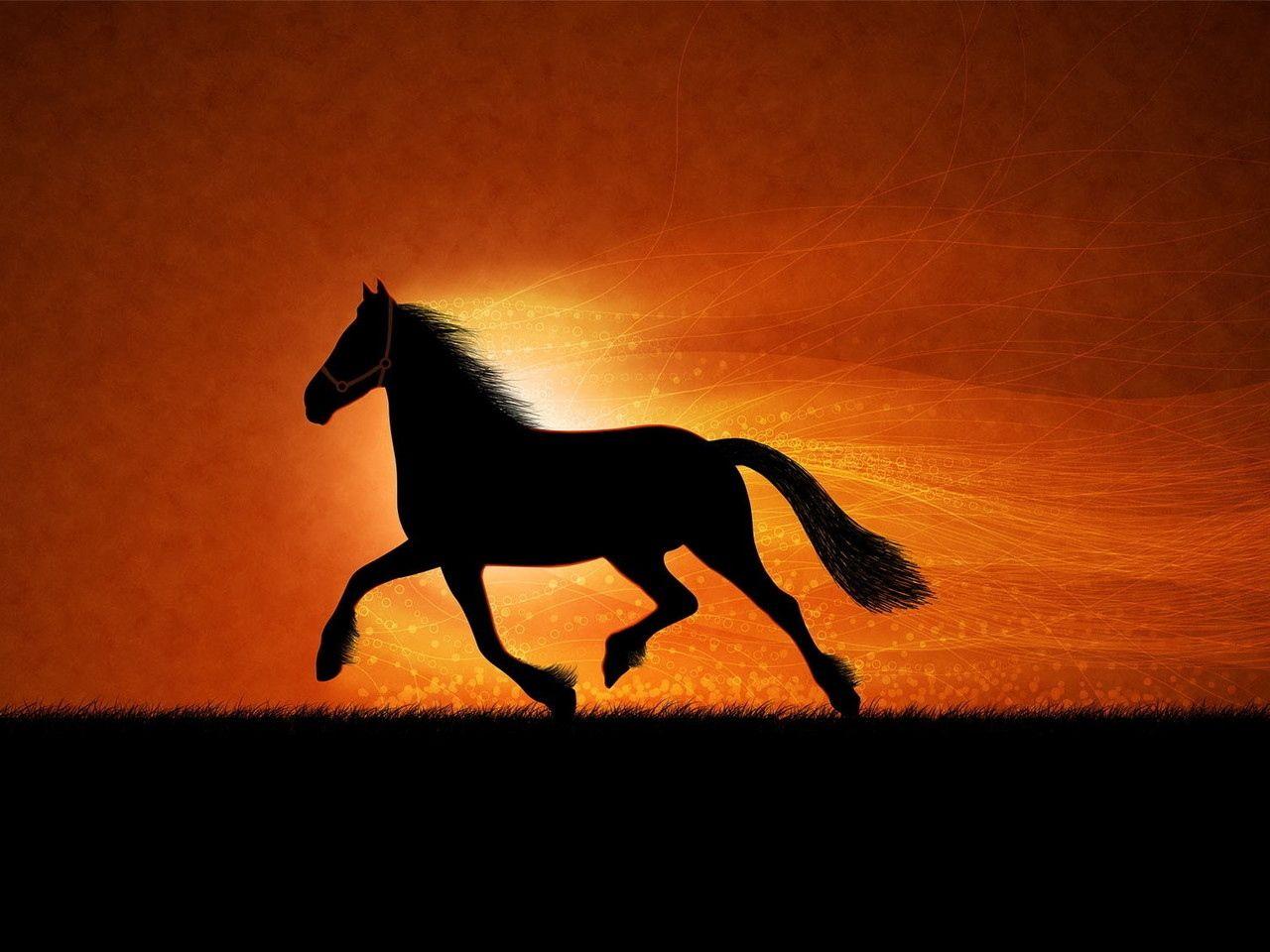 Horse Drawing Wallpapers Top Free Horse Drawing Backgrounds