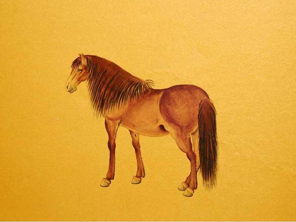 Horse Drawing Wallpapers Top Free Horse Drawing Backgrounds