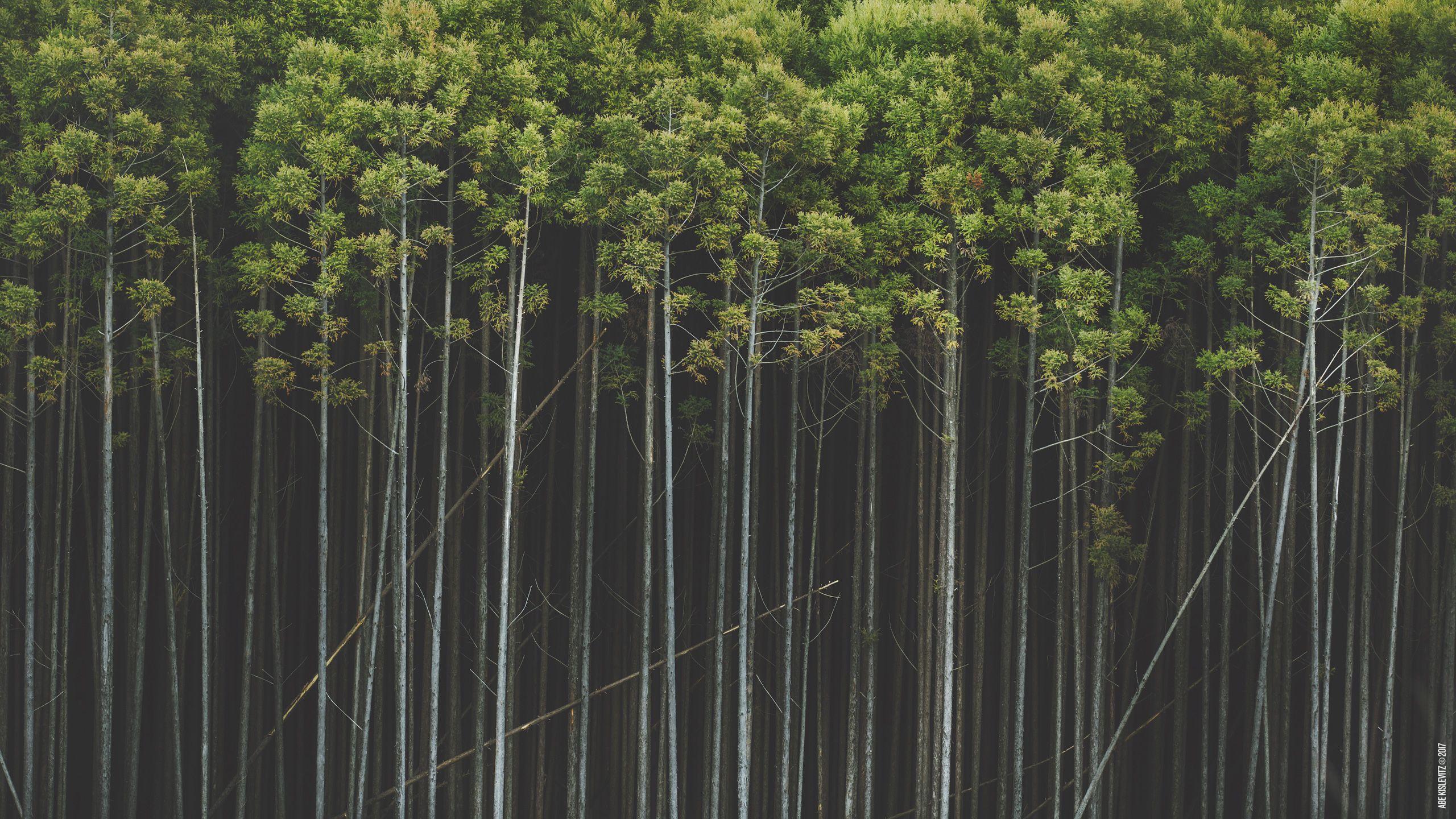 2560x1440 Wallpaper of the Month