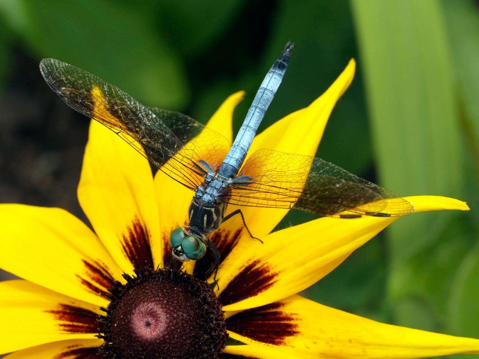 Sunflower with Dragonfly Wallpapers - Top Free Sunflower with Dragonfly ...