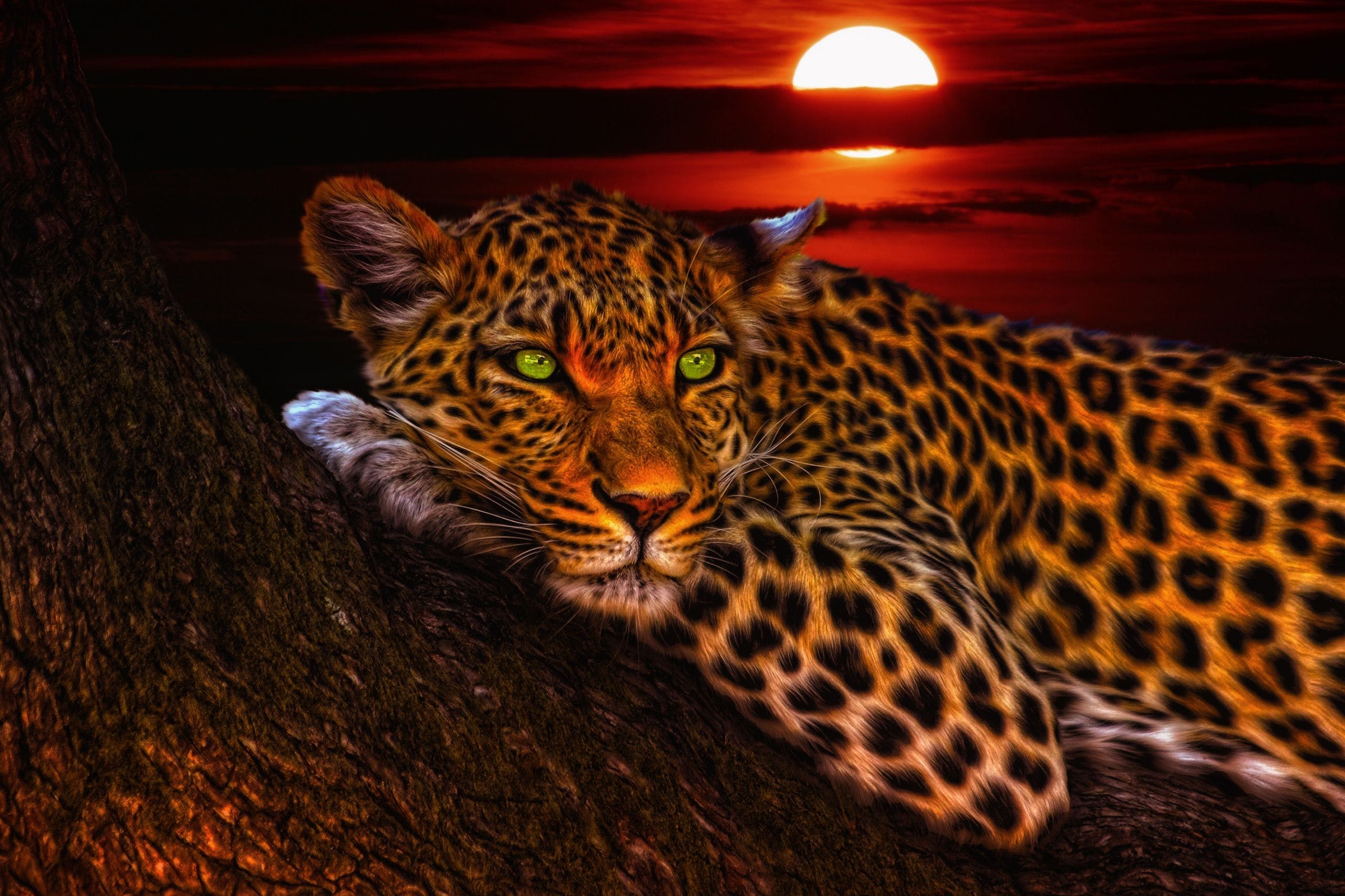 HD Leopard Wallpapers Top Free HD Leopard Backgrounds WallpaperAccess HD Leopard Wallpapers Top Free HD Leopard Backgrounds WallpaperAccess