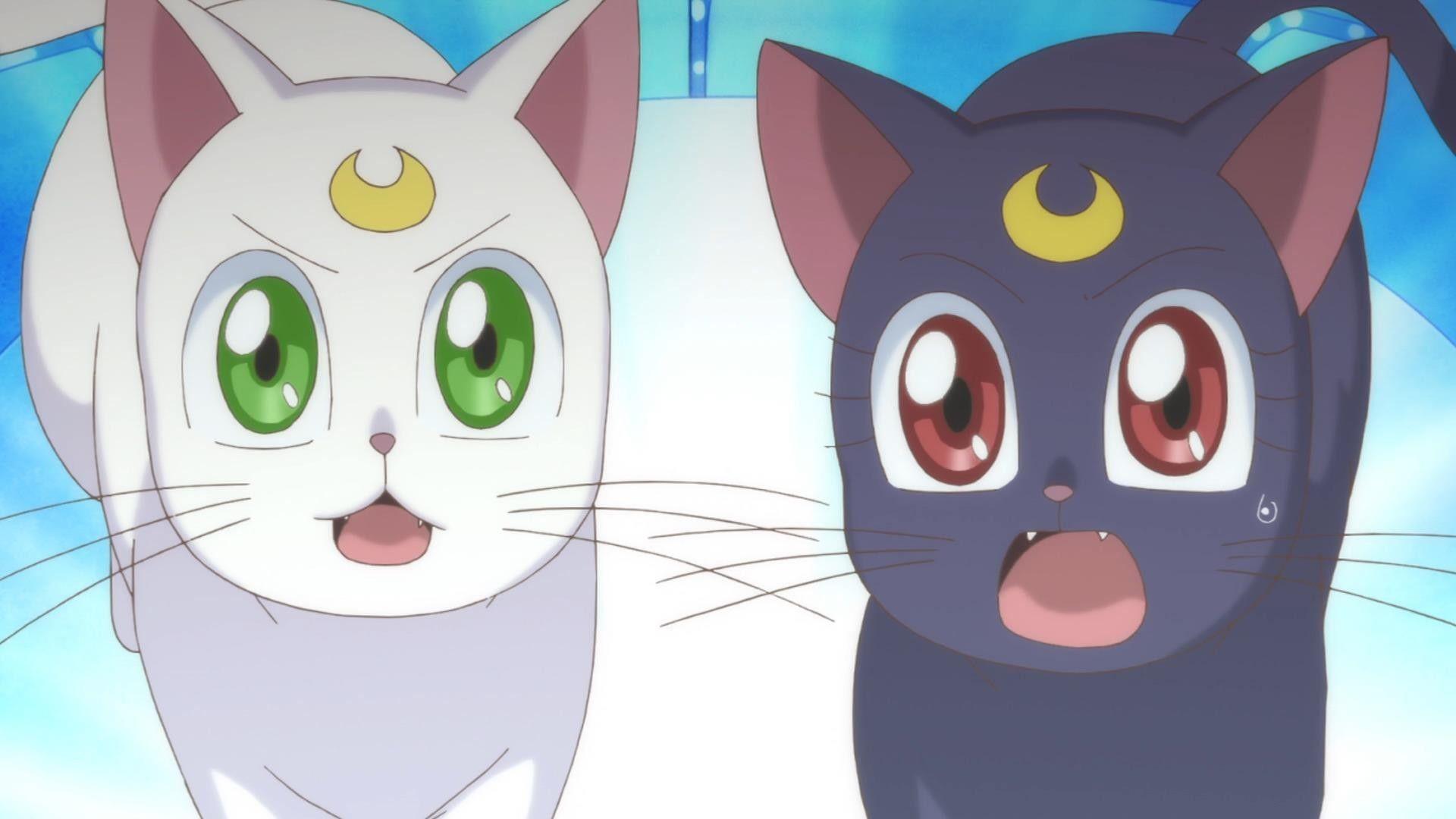 Sailor Moon Cats Wallpapers Top Free Sailor Moon Cats Backgrounds 
