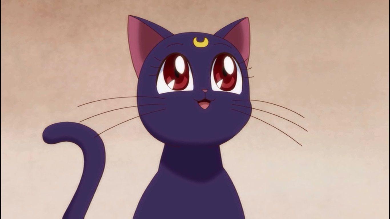 Sailor Moon Cats Wallpapers - Top Free Sailor Moon Cats Backgrounds - WallpaperAccess