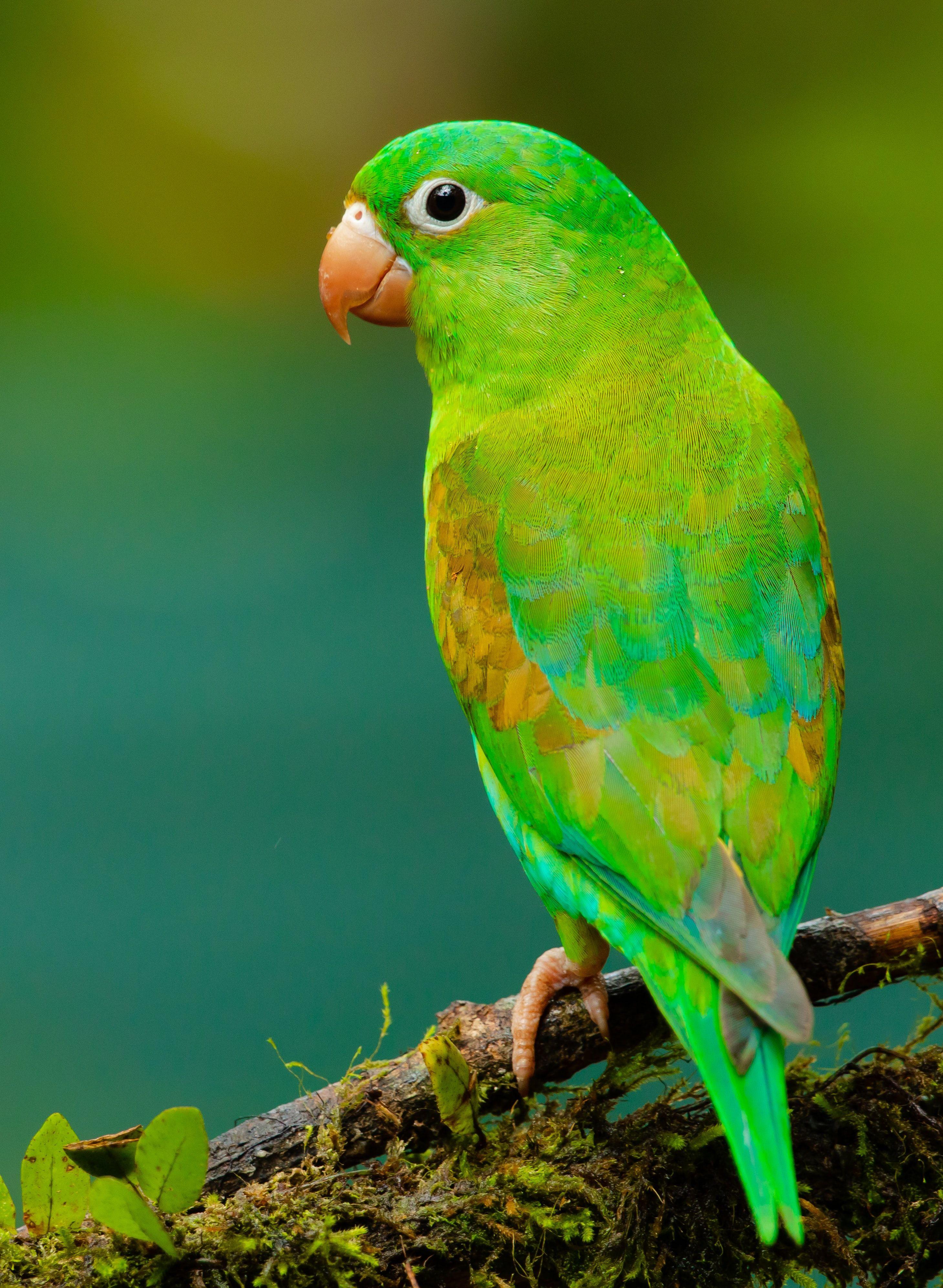 2919x3985 Bird Wallpaper: Free HD Download [HQ]