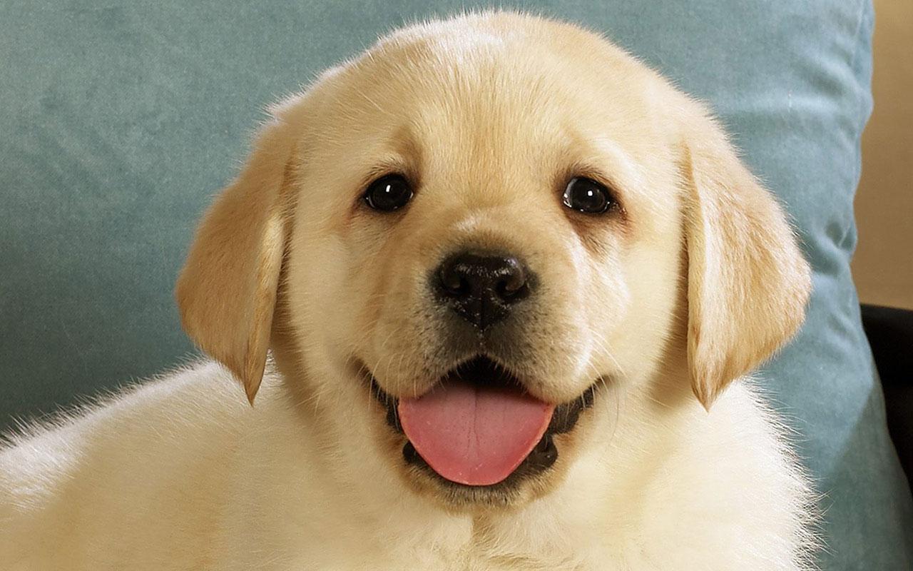 Smile Dog Wallpapers - Top Free Smile Dog Backgrounds - WallpaperAccess