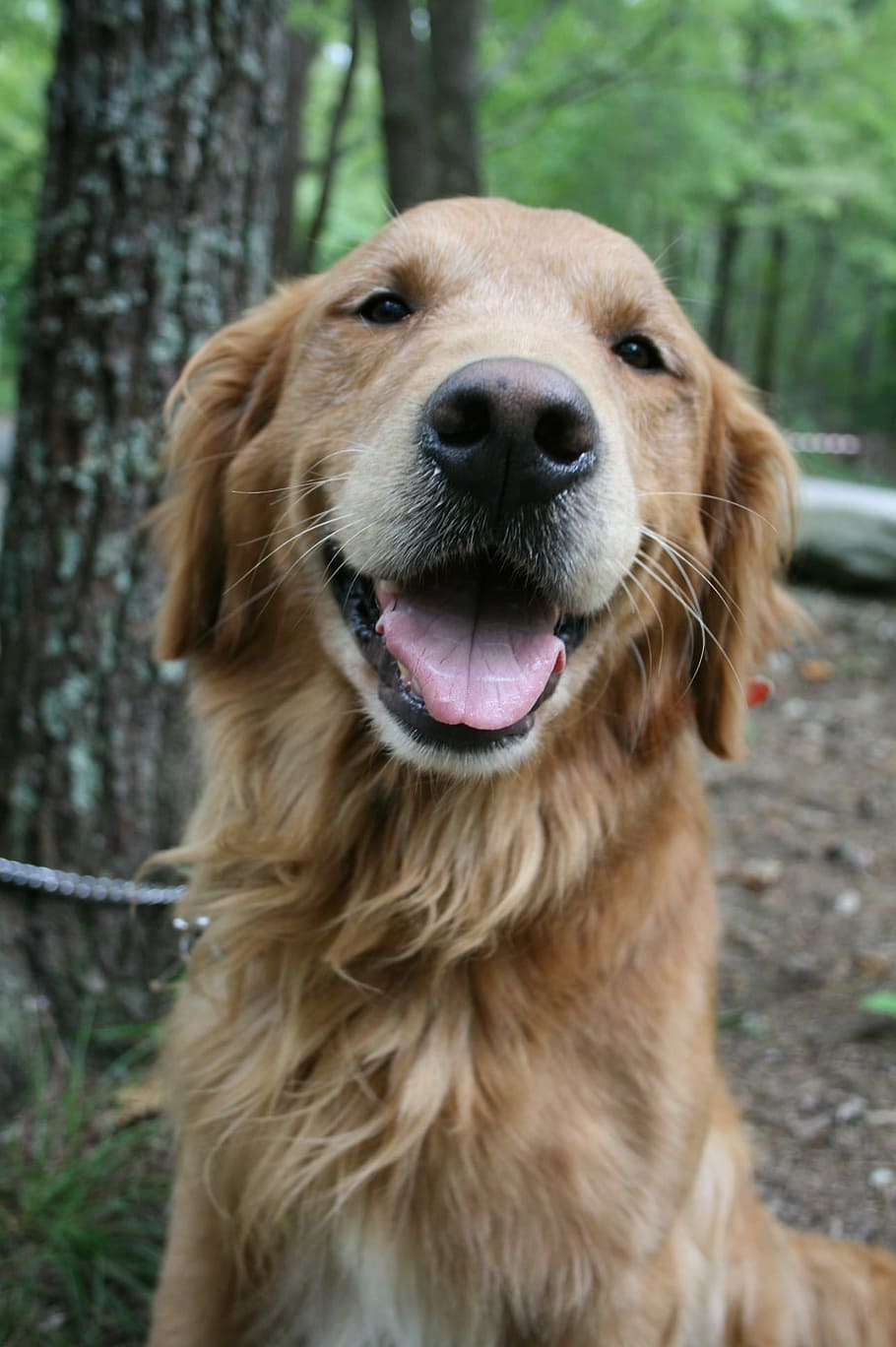 910x1368 HD wallpaper: adult golden retriever smiling, dog, labrador