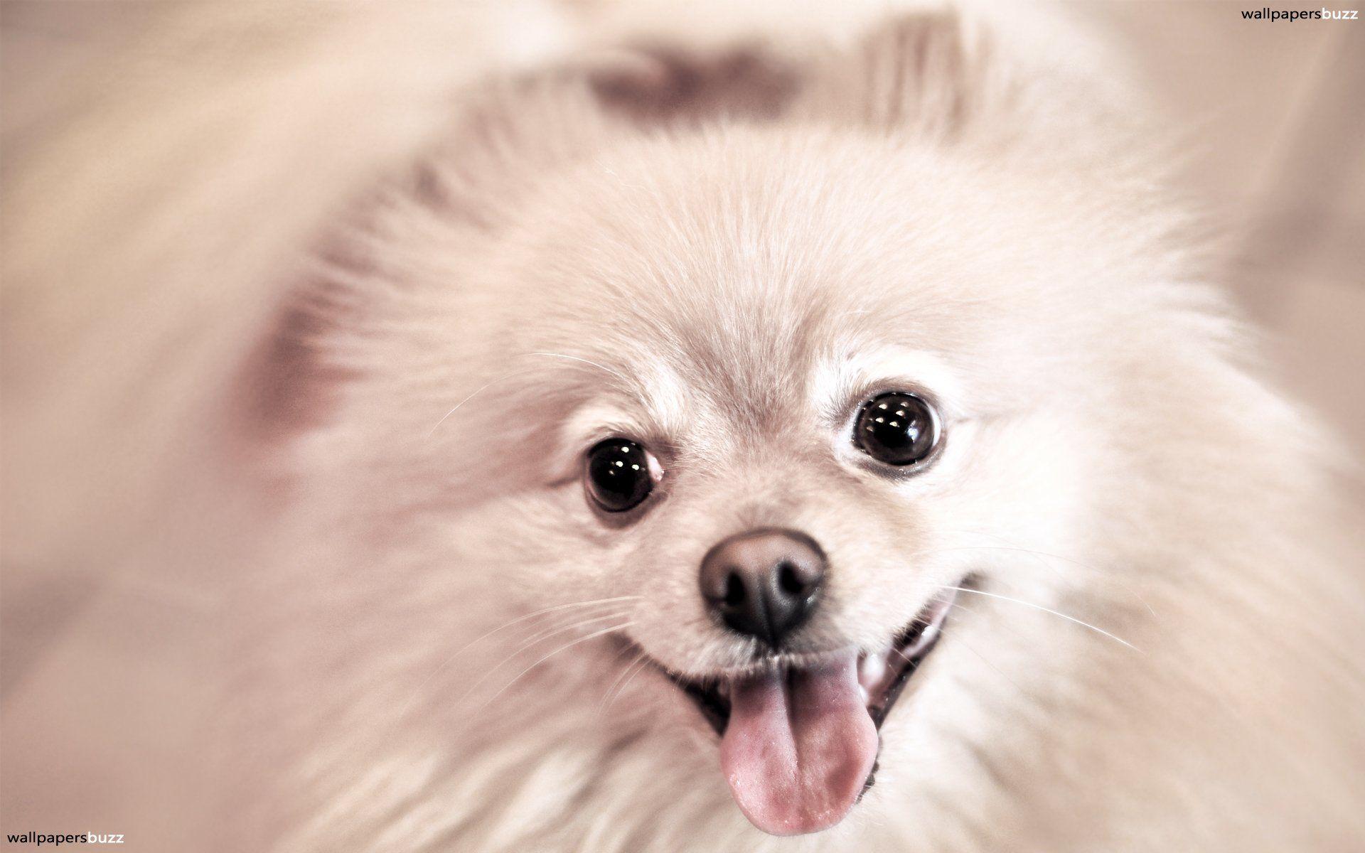 Smile Dog Wallpapers - Top Free Smile Dog Backgrounds - WallpaperAccess