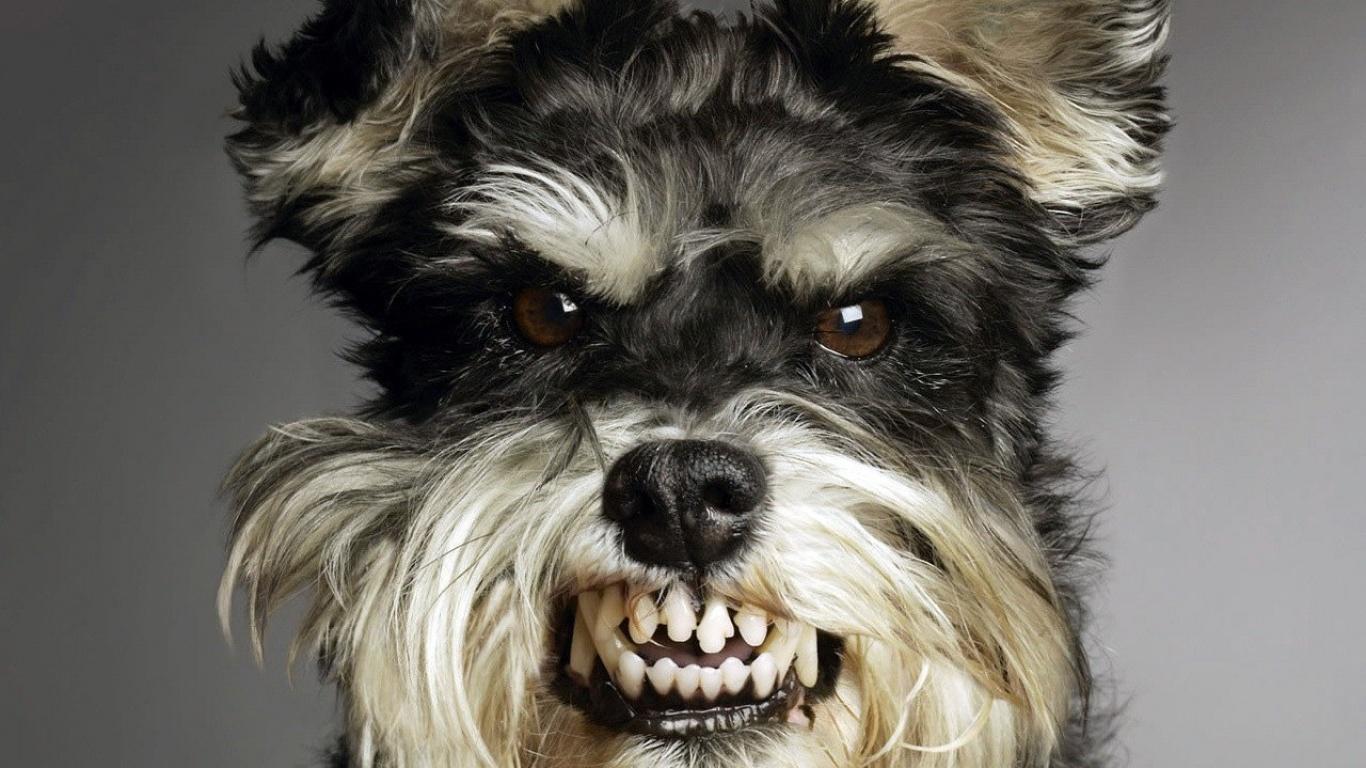 1366x768 Smile Dog Wallpaper