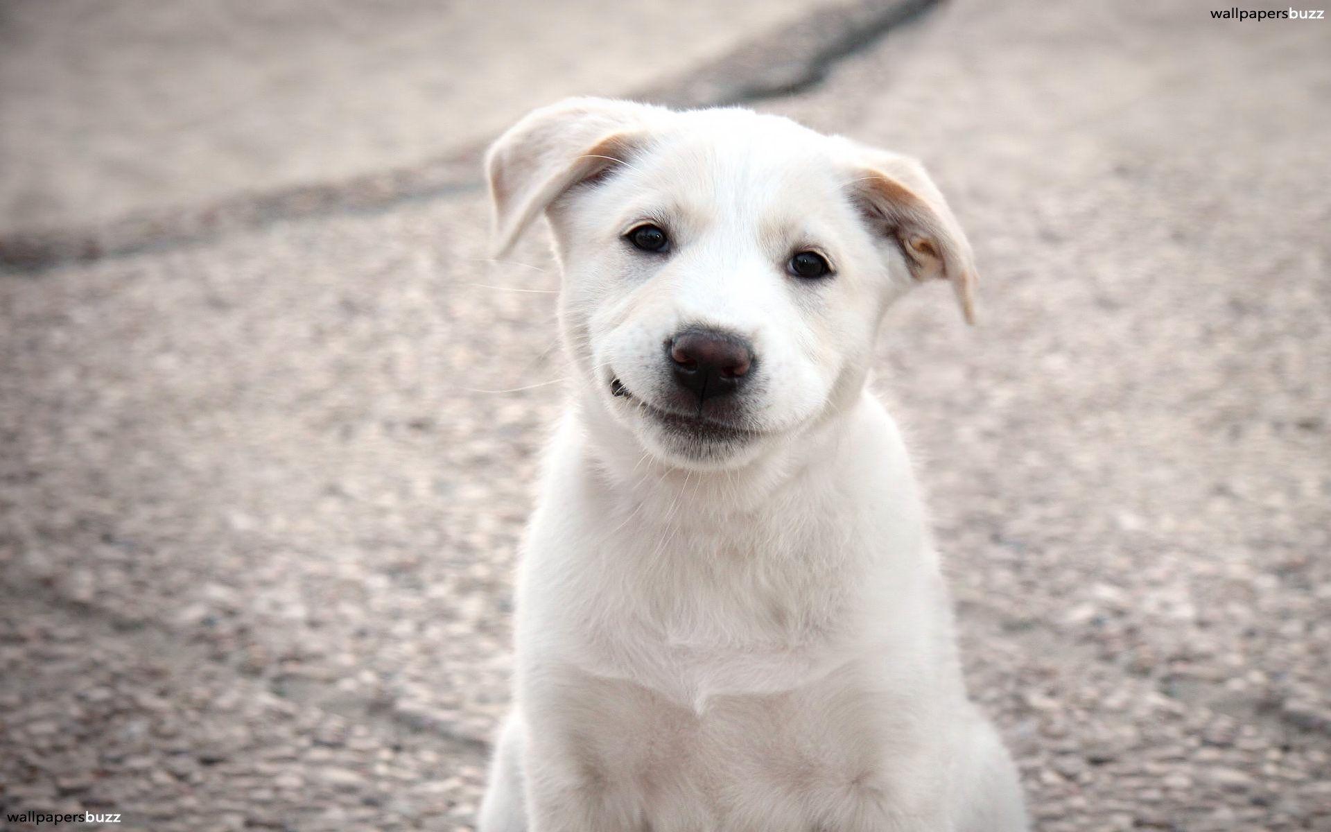 1920x1200 Cute Dog Smile, HD Wallpaper & background Download
