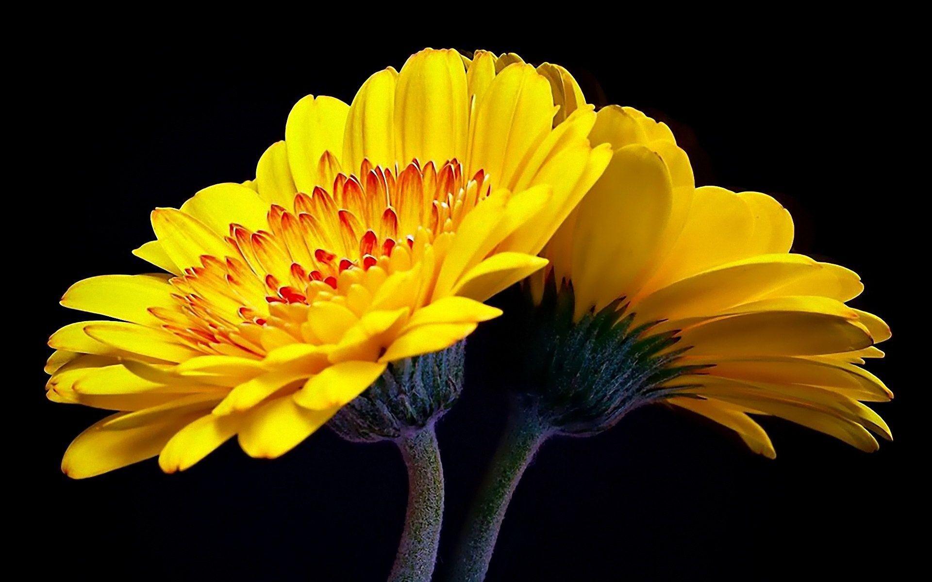 1920x1200 Yellow Flowers Wallpaper Image Photo Picture Background