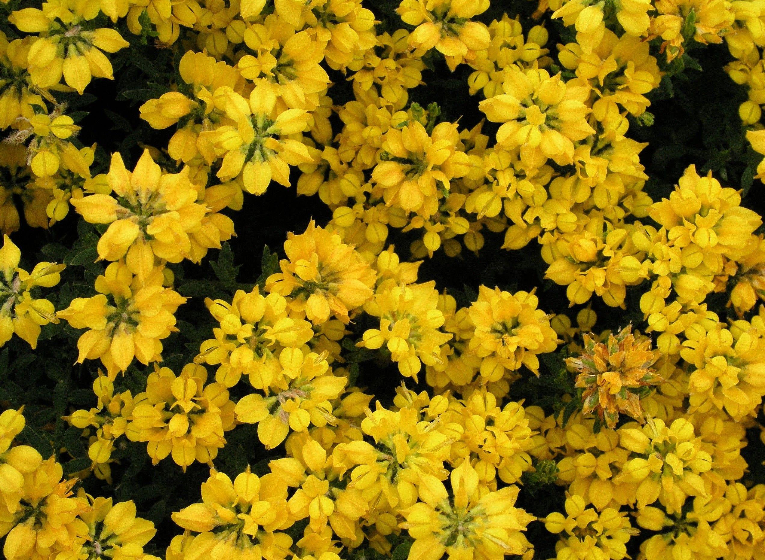 2544x1864 Yellow Desktop Background