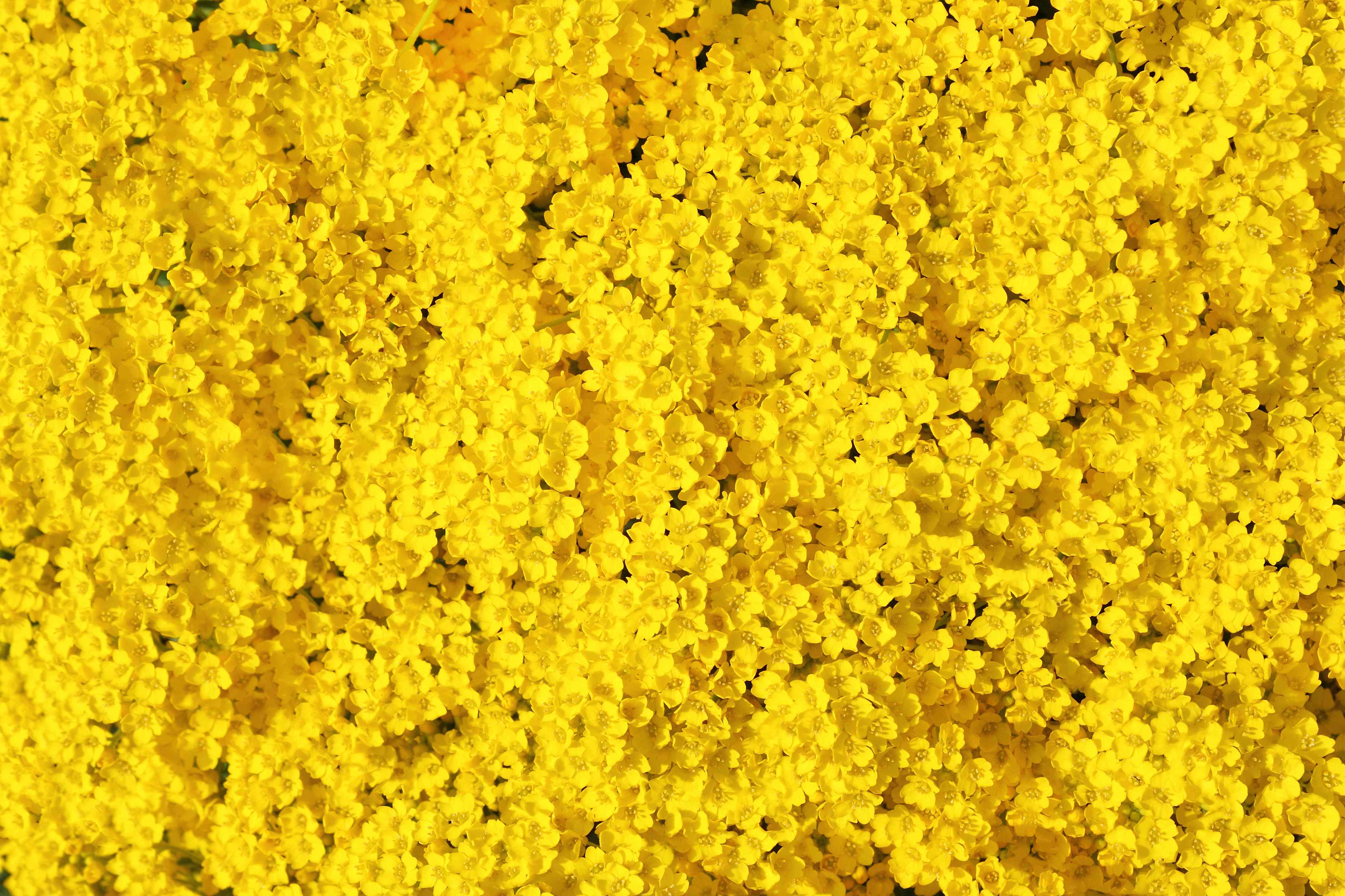 4752x3168 Beautiful Yellow Flowers Wallpaper HD