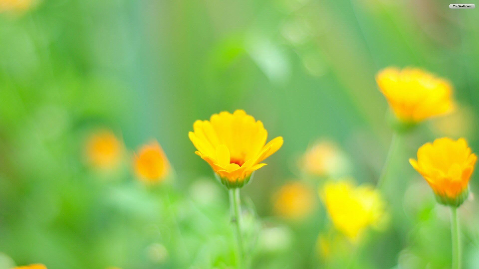 1920x1080 Yellow Flowers Wallpaper Pack 51: 46 Yellow Flowers Wallpaper