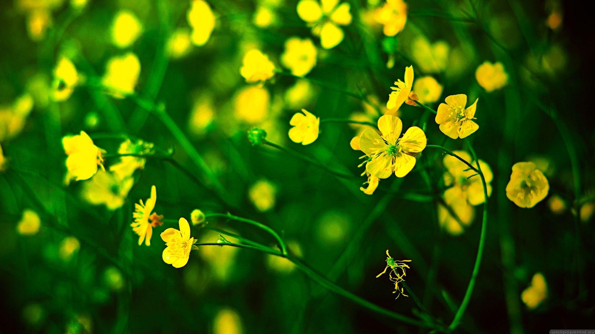 1920x1080 Yellow Flowers Wallpaper