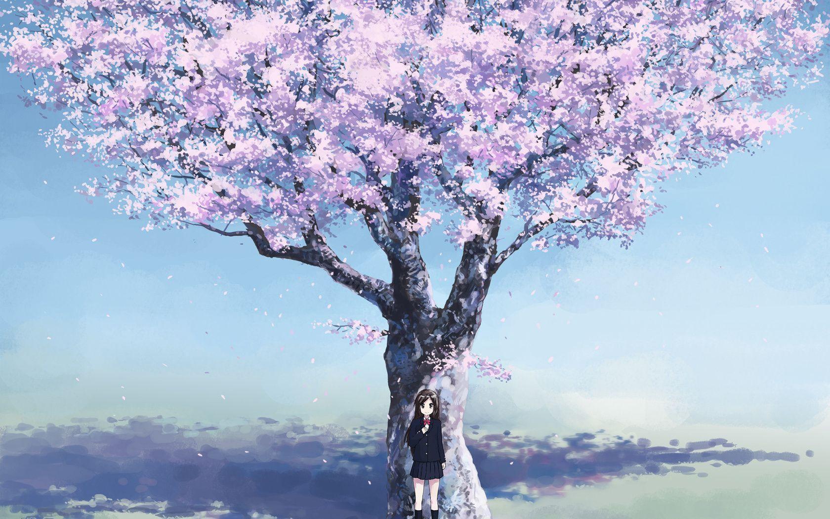 1680x1050 Hình nền cây hoa anh đào mùa xuân anime girl nữ sinh HD.  Phim hoạt hình