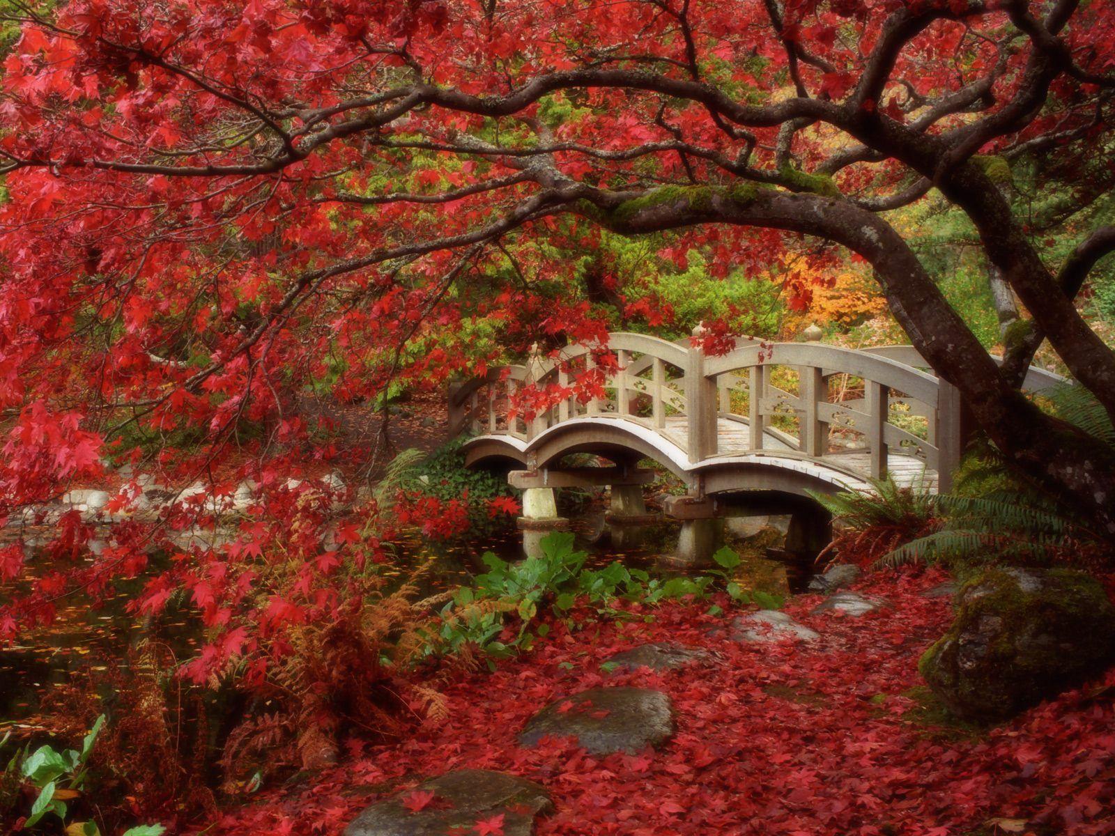 Japanese Garden Wallpapers - Top Free Japanese Garden Backgrounds