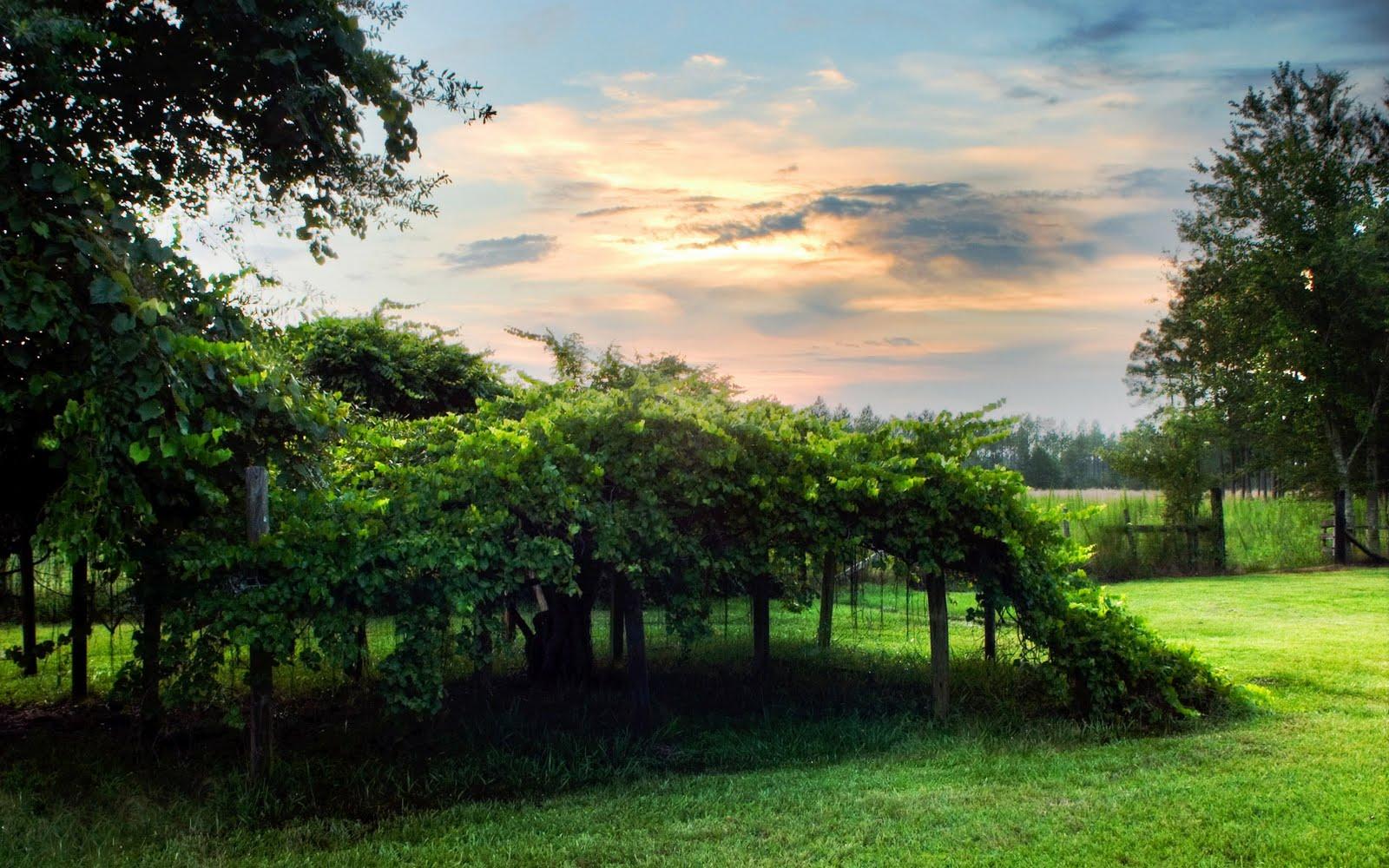 1600x1000 My Best Wallpaper: amazing nature wallpaper, nature conservancy