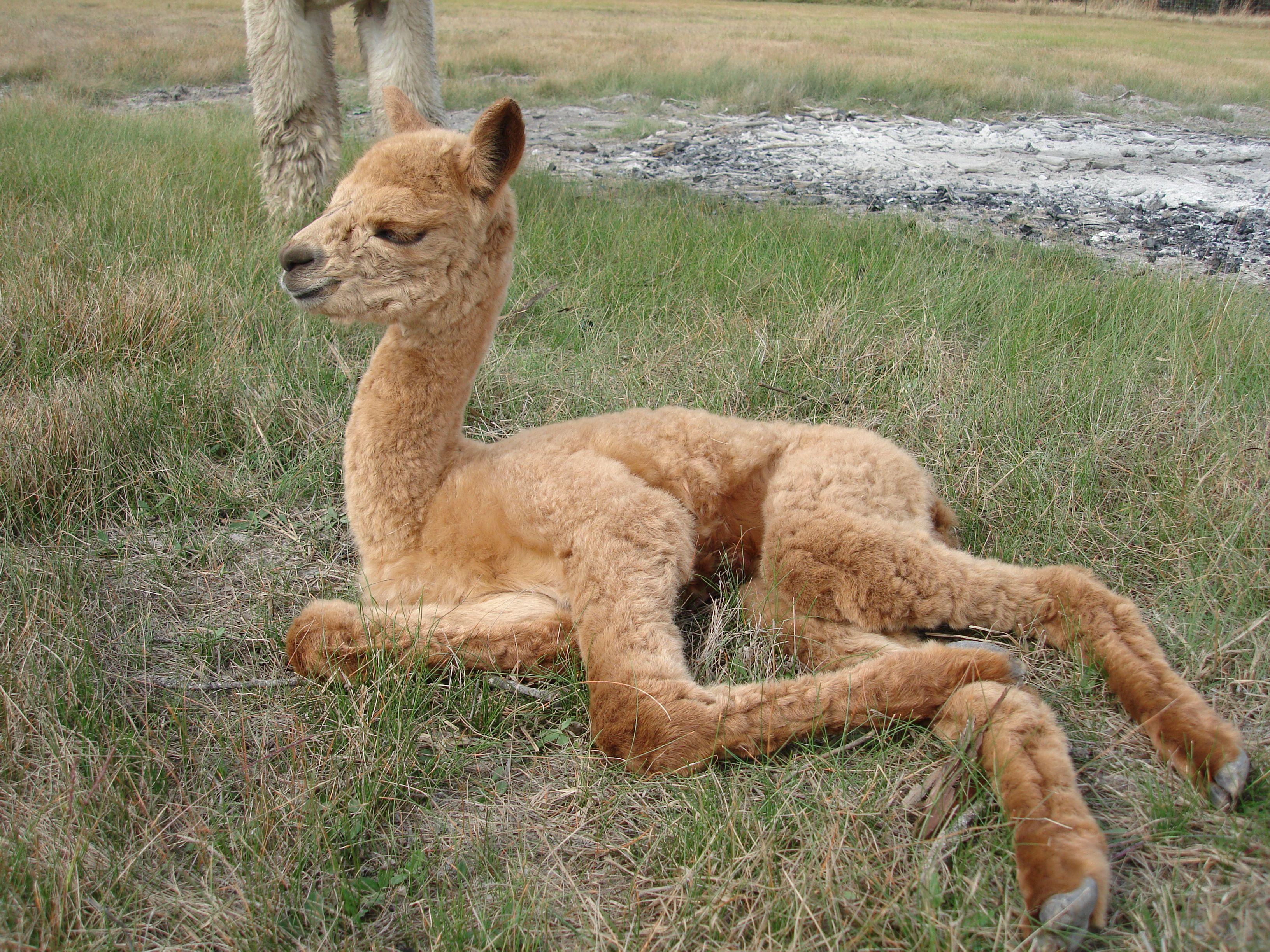 3264x2448 Alpaca HD Wallpaper and Background Image
