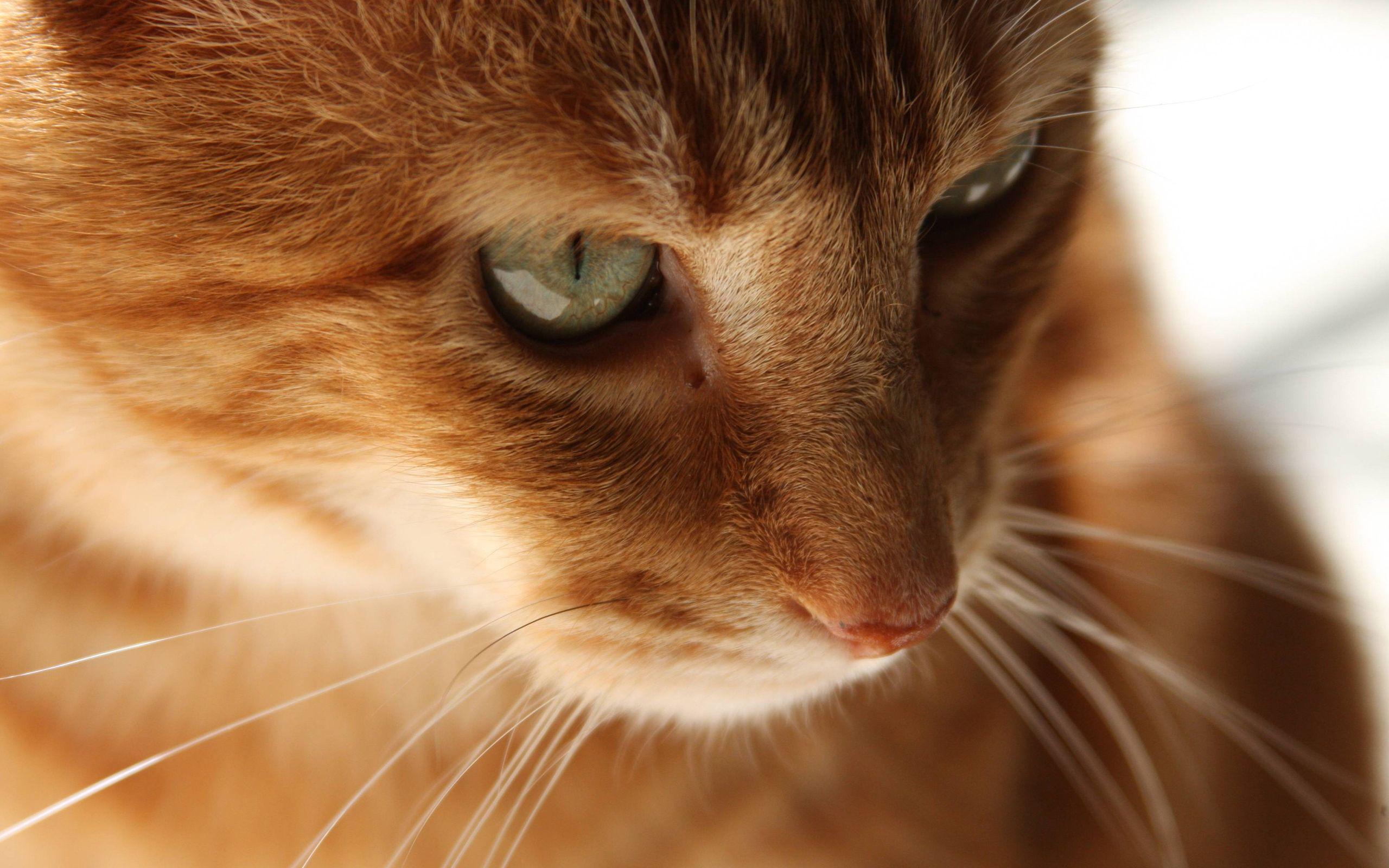 2560x1600 Orange Cat Wallpaper