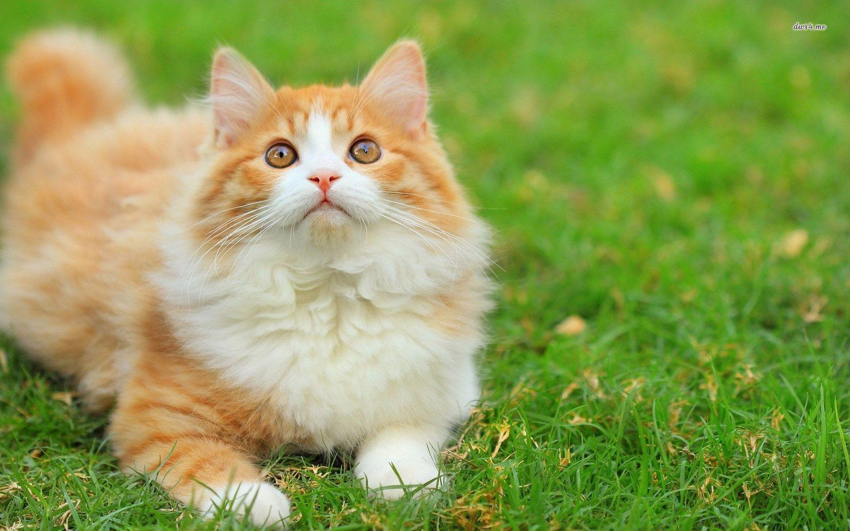 1680x1050 White and orange cat wallpaper wallpaper