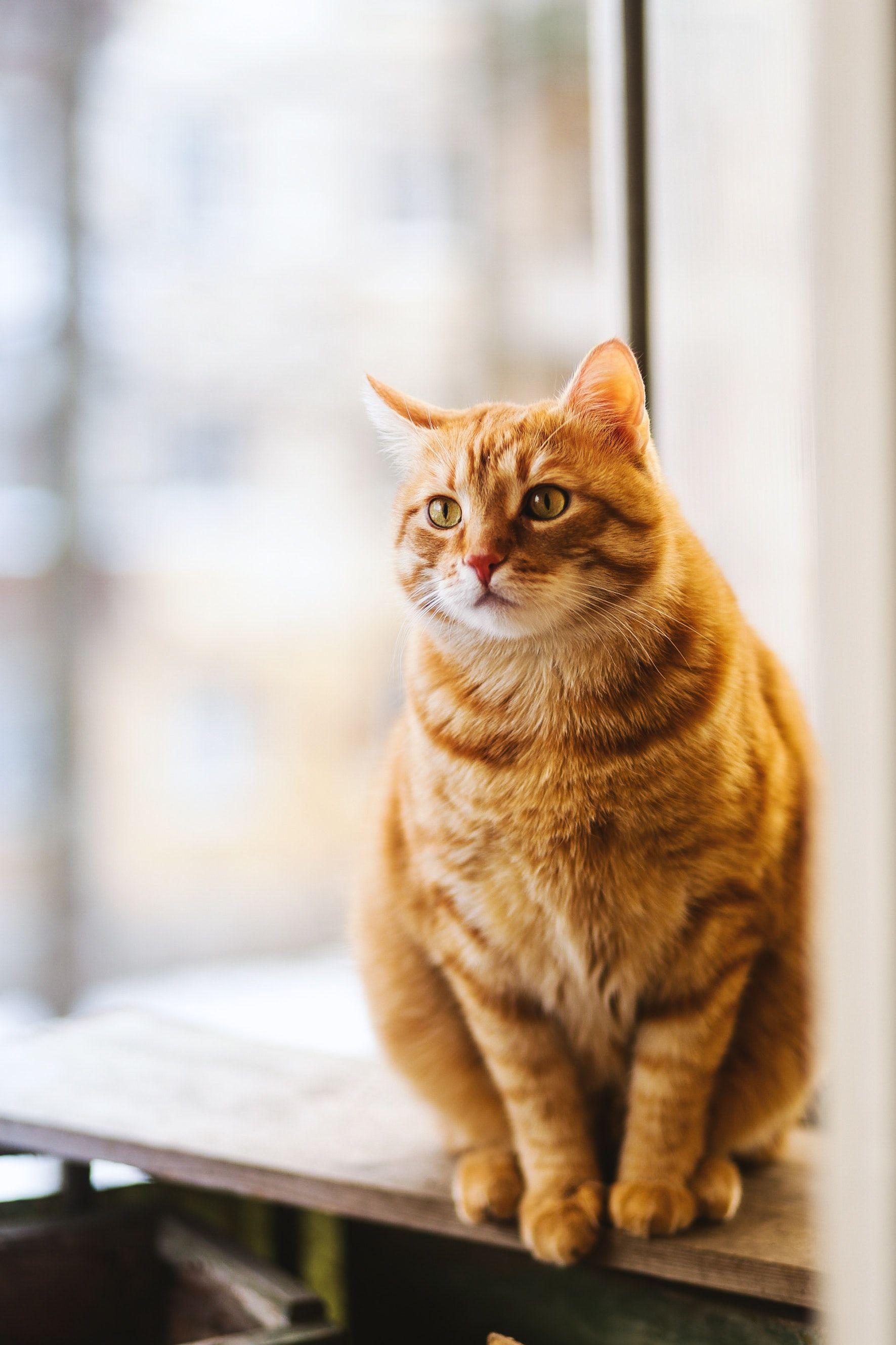 1771x2657 Selective Focus Photography of Orange Tabby Cat · Free